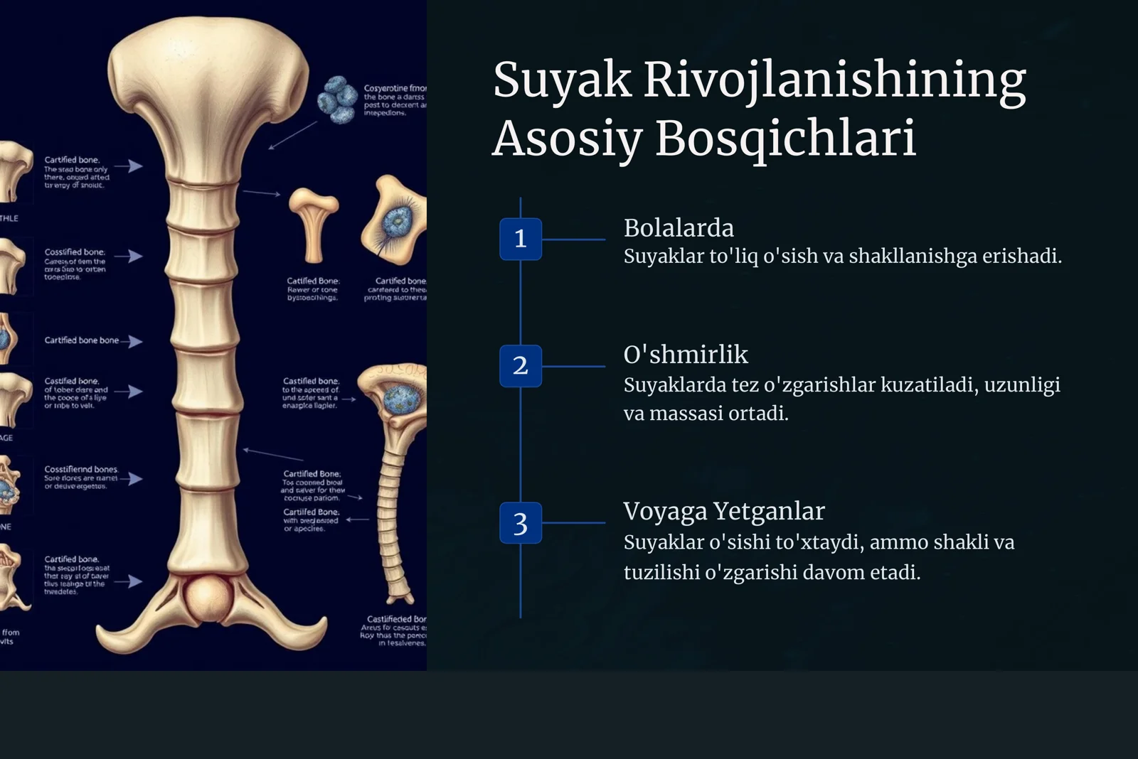 Suyak Rivojlanishi va Yosh