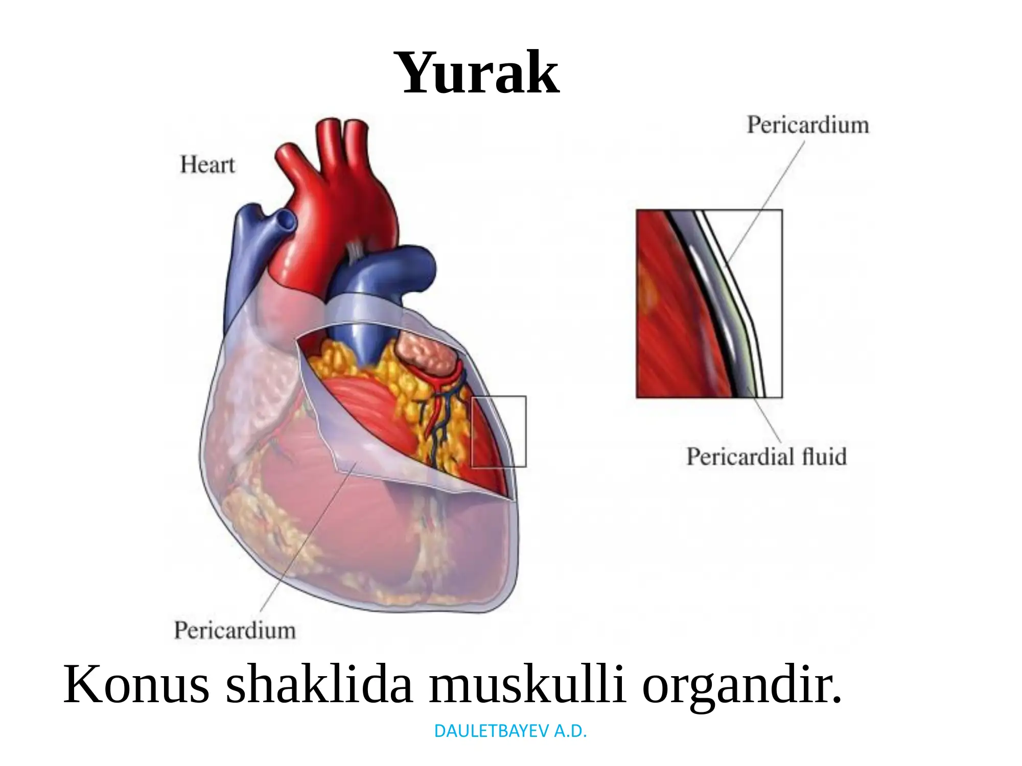 Yurak- qon tomirlar tizimi