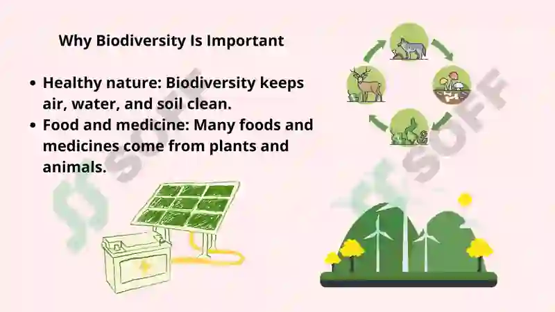 The Importance of Biodiversity Conservation