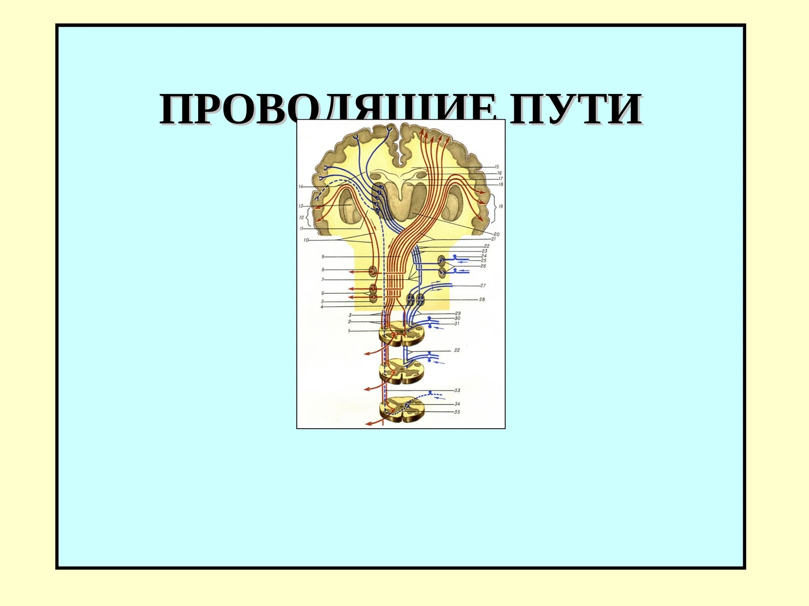 ПРОВОДЯЩИЕ ПУТИ