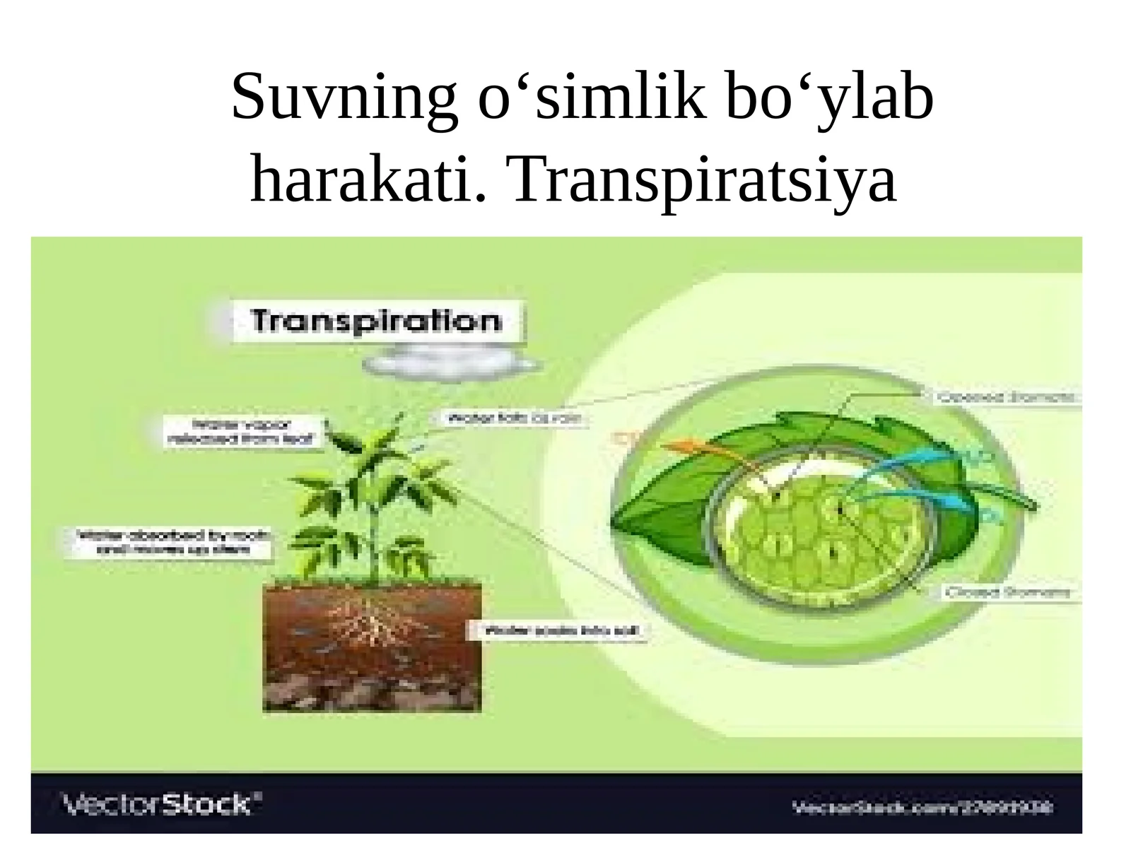 Suvning o‘simlik bo‘ylab harakati. Transpiratsiya