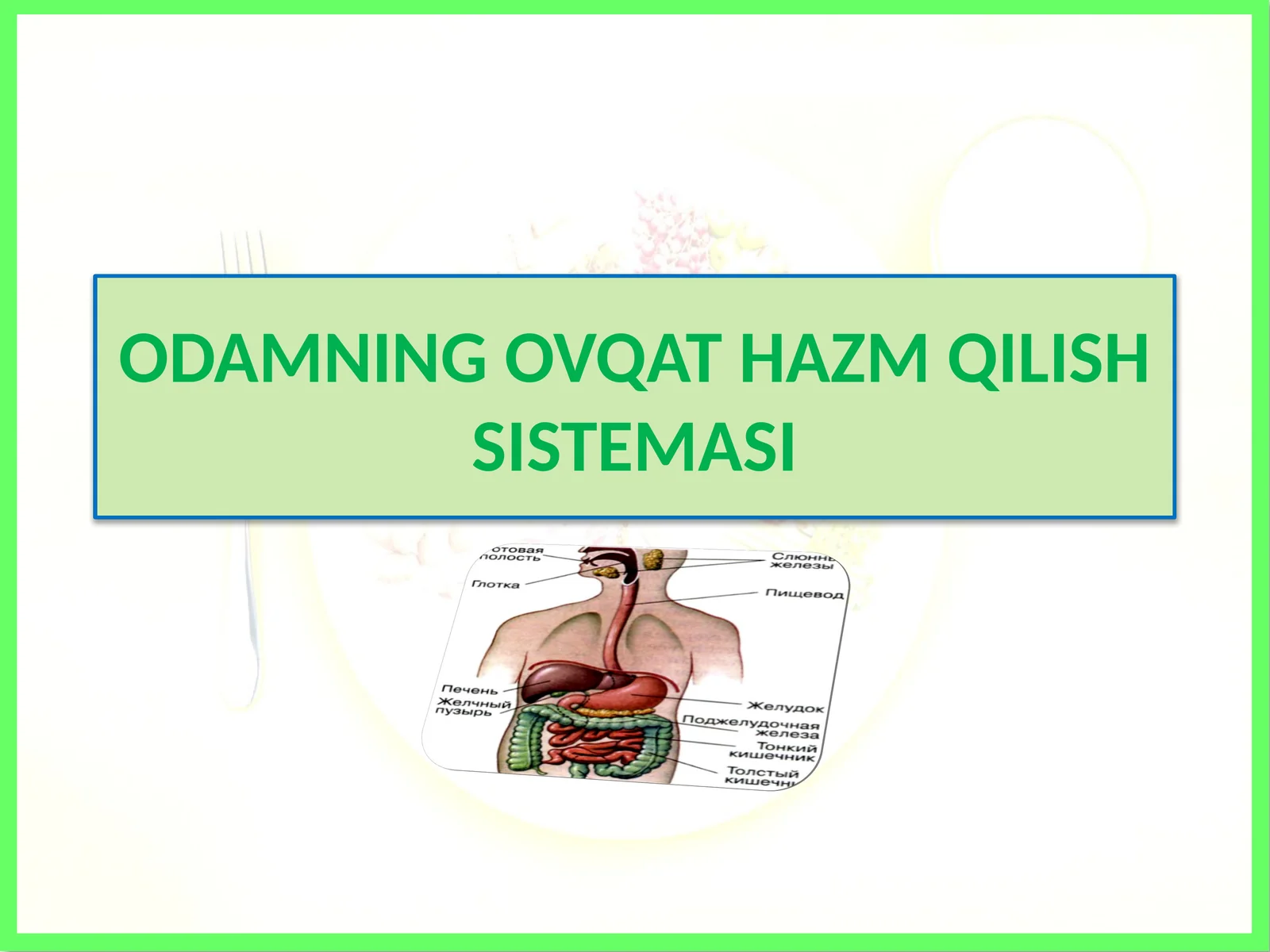 ODAMNING OVQAT HAZM QILISH SISTEMASI