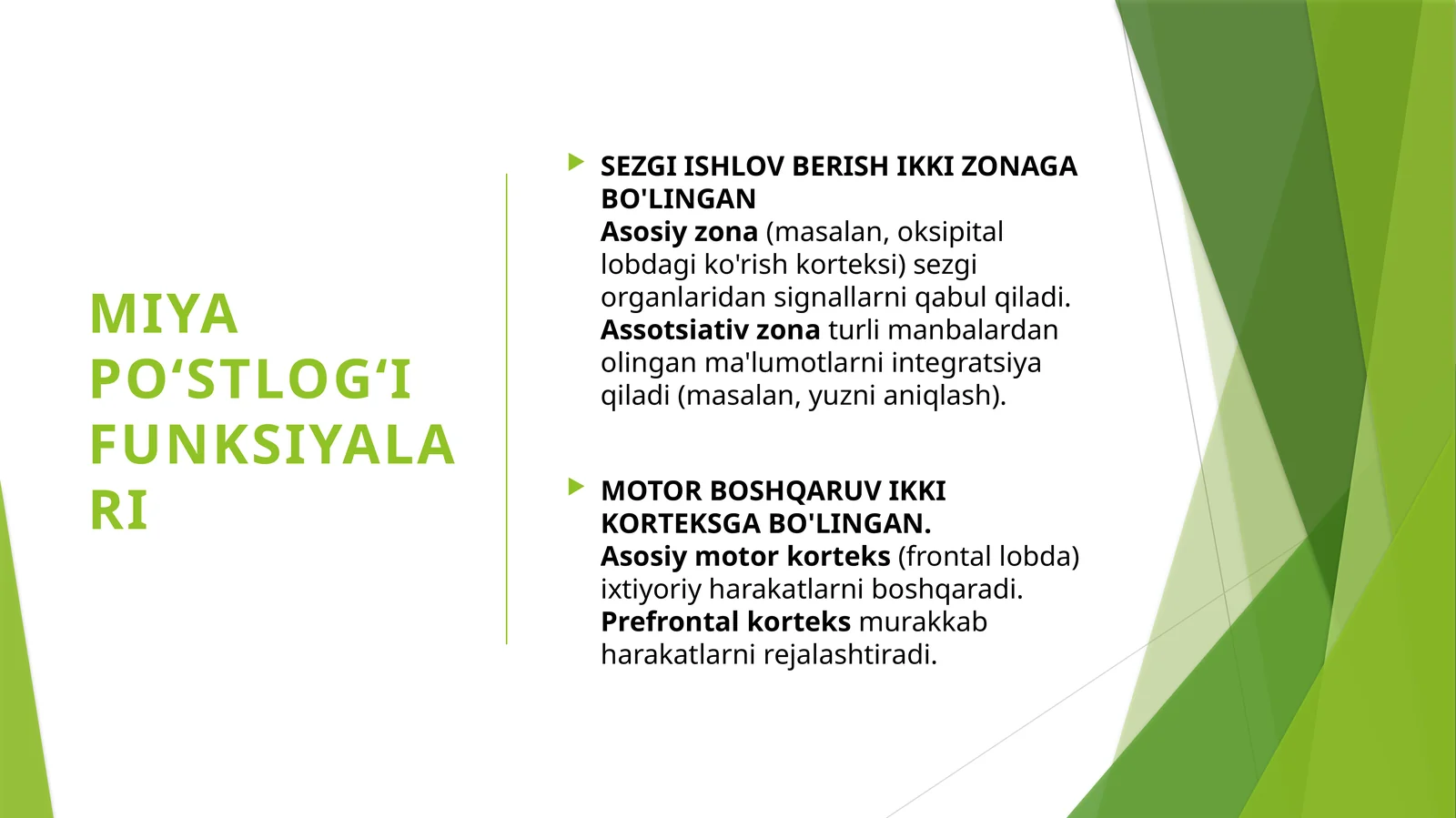 Miya yarimsharlari po'stlog'i