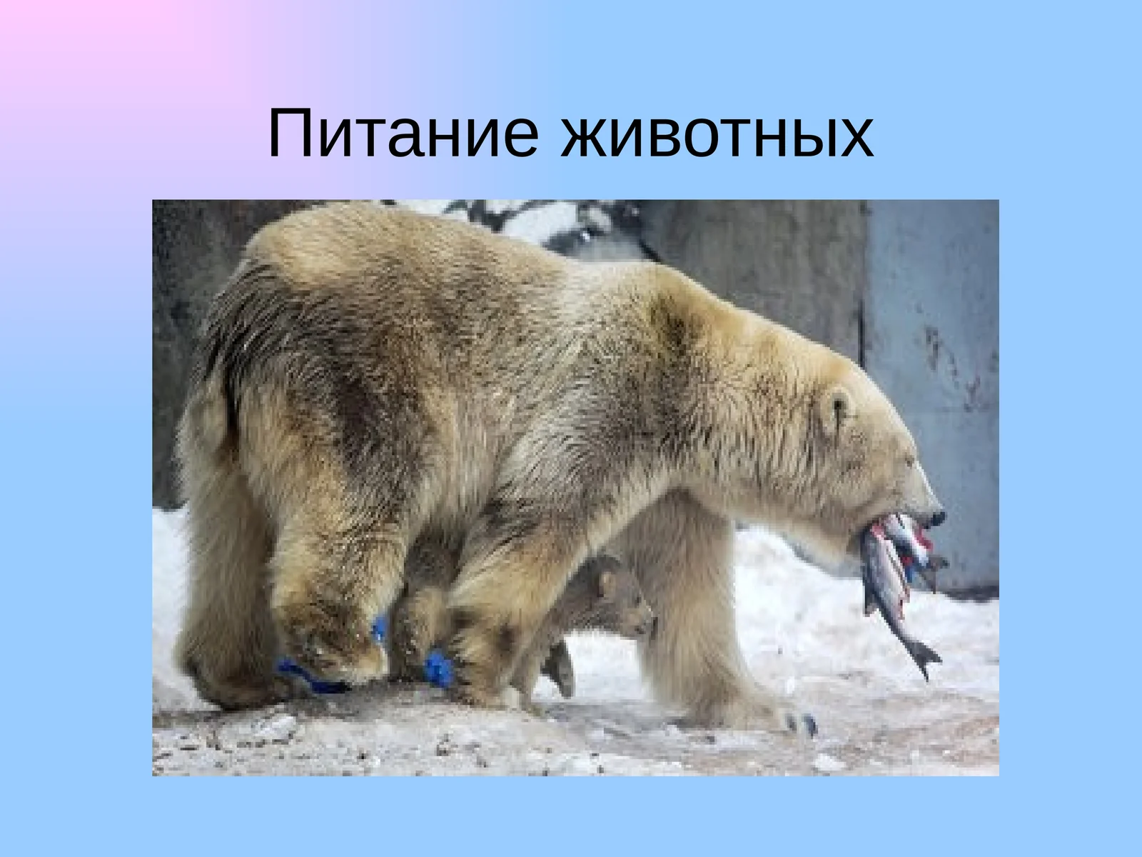 Питание животных