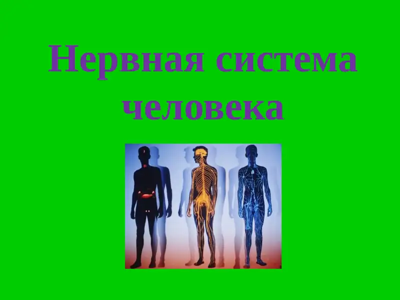 Нервная система человека