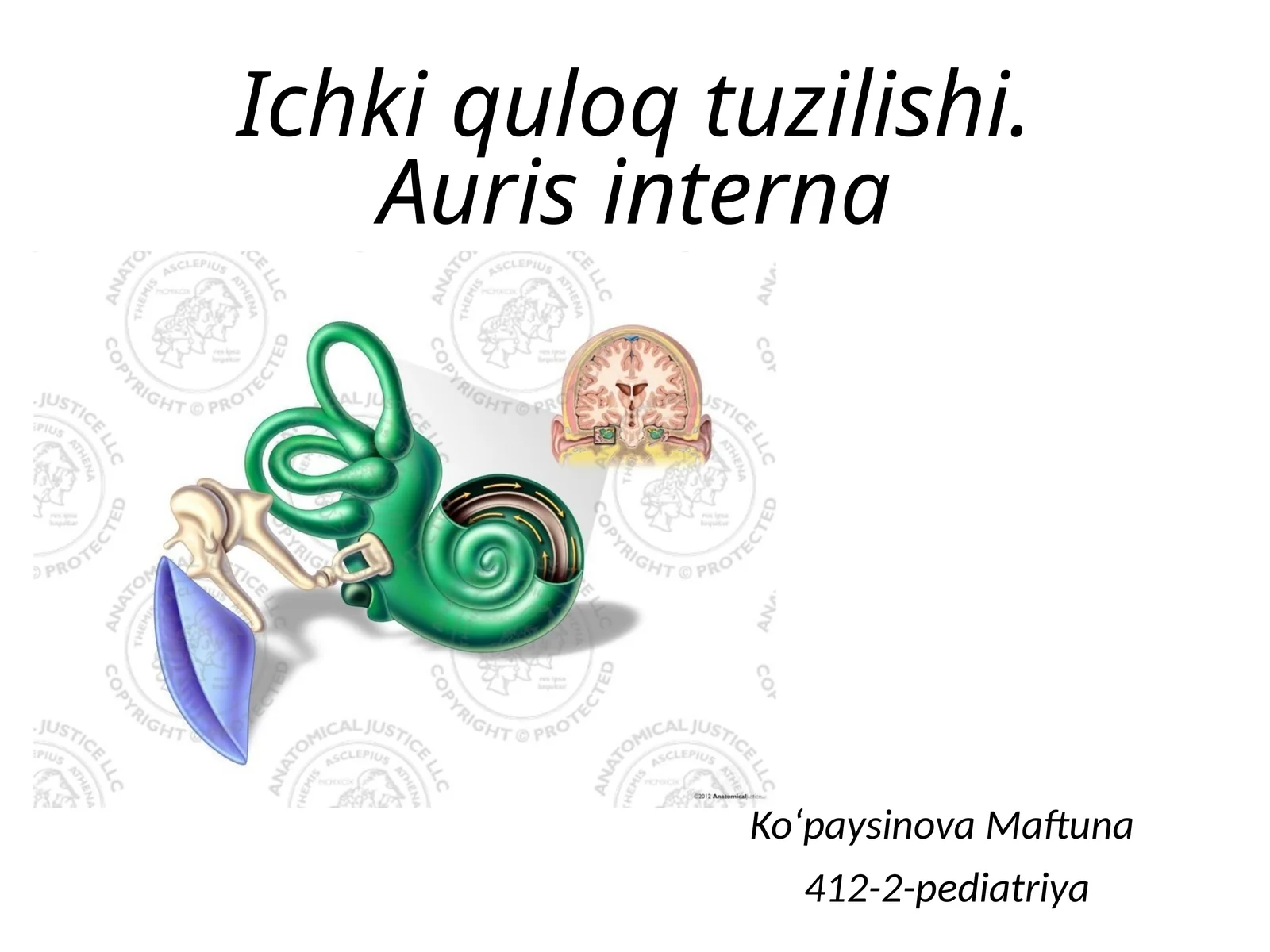 Ichki quloq tuzilishi.Auris interna(LOR)