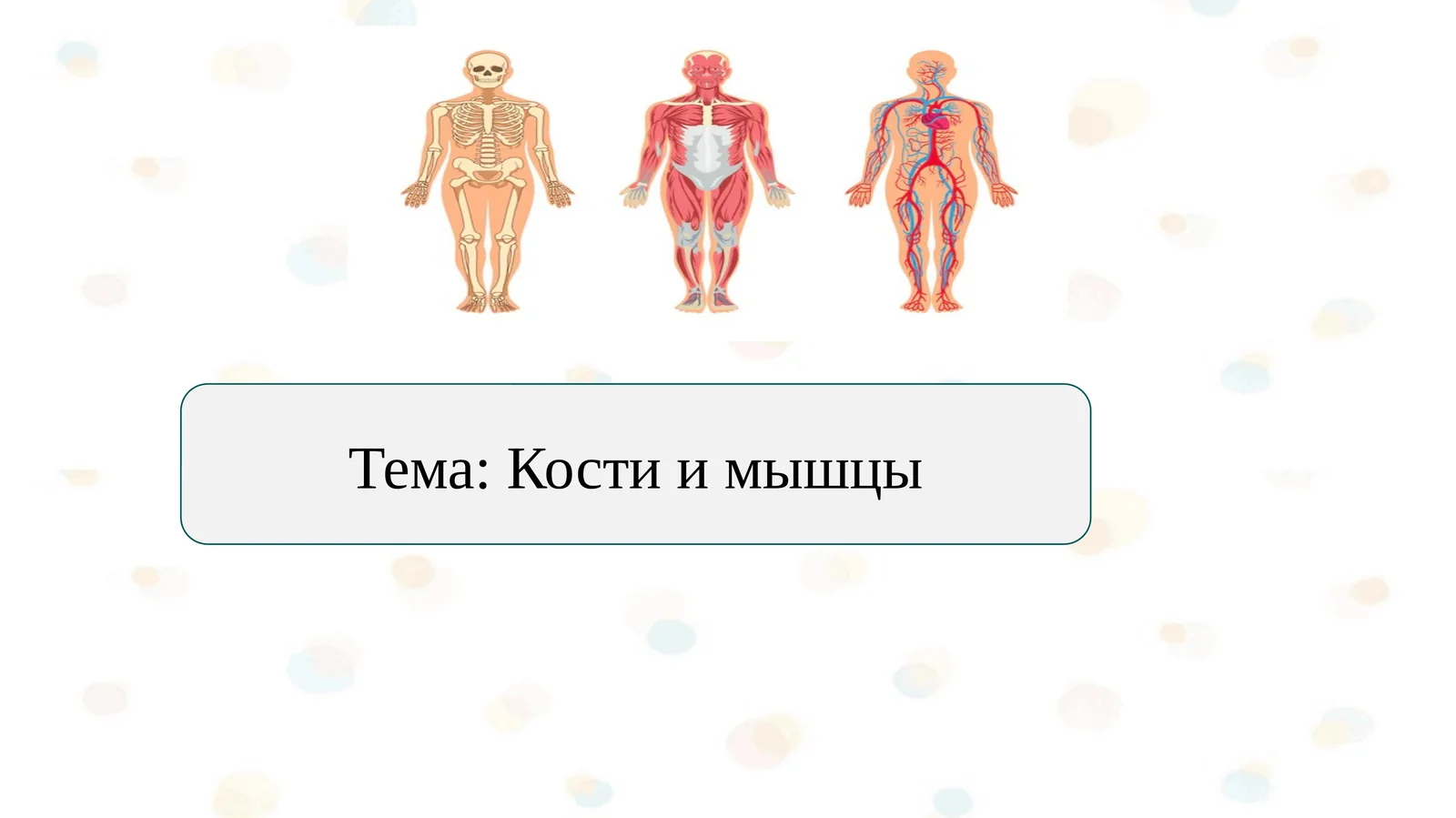 Кости и мышцы