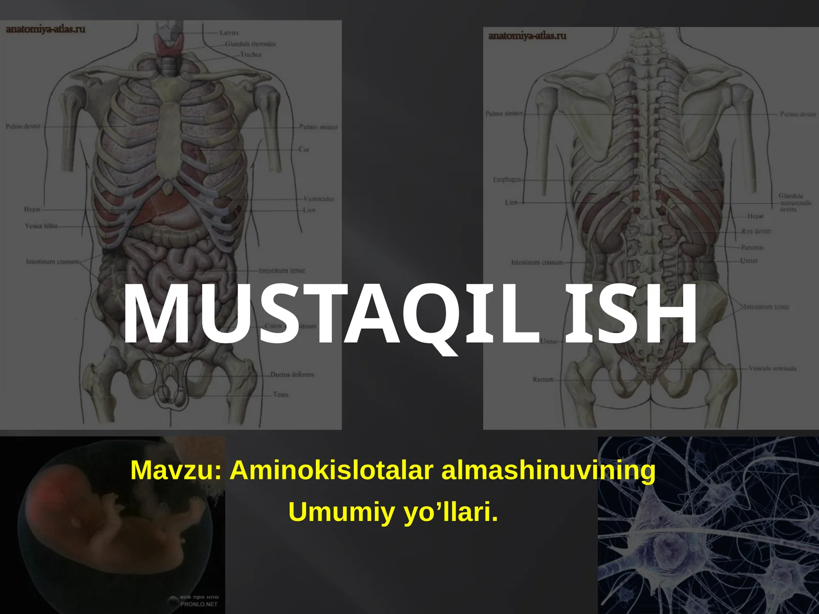Aminokislotalar almashinuvining Umumiy yo’llari