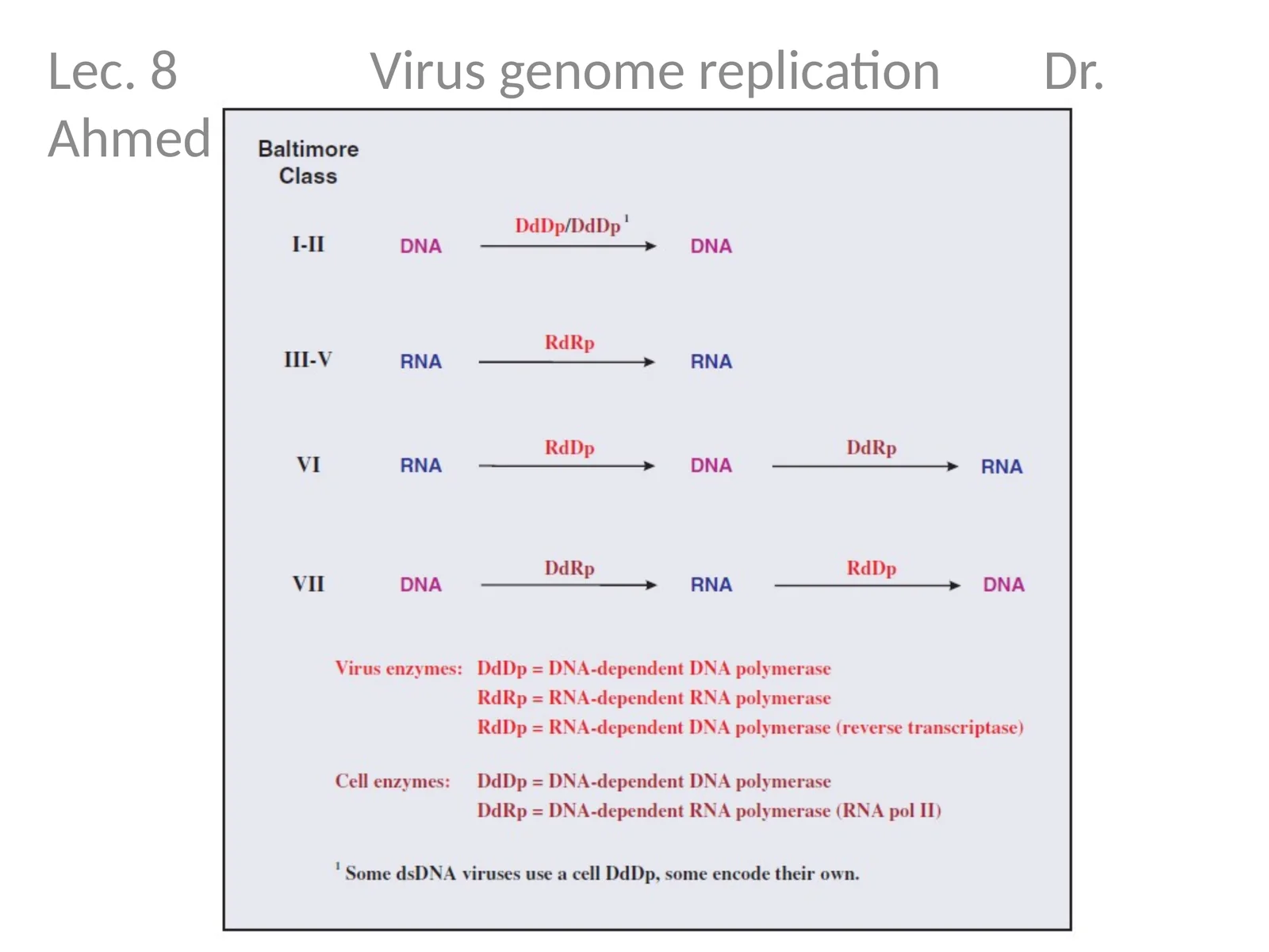 Lec. 8 Virus genome replication Dr. Ahmed K. Ali