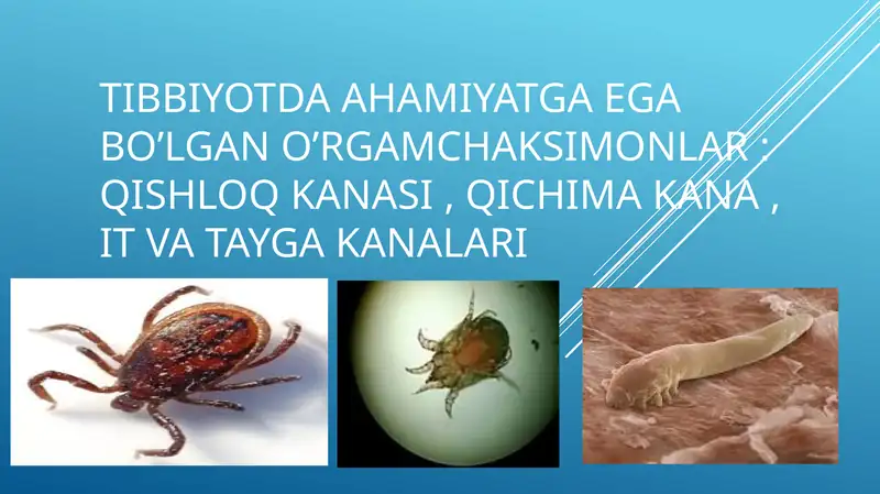 Tibbiyotda ahamiyatga ega bo’lgan o‘rgimchaksimonlar: qishloq KANASI , QICHIMA KANA , IT VA TAYGA KANALARI