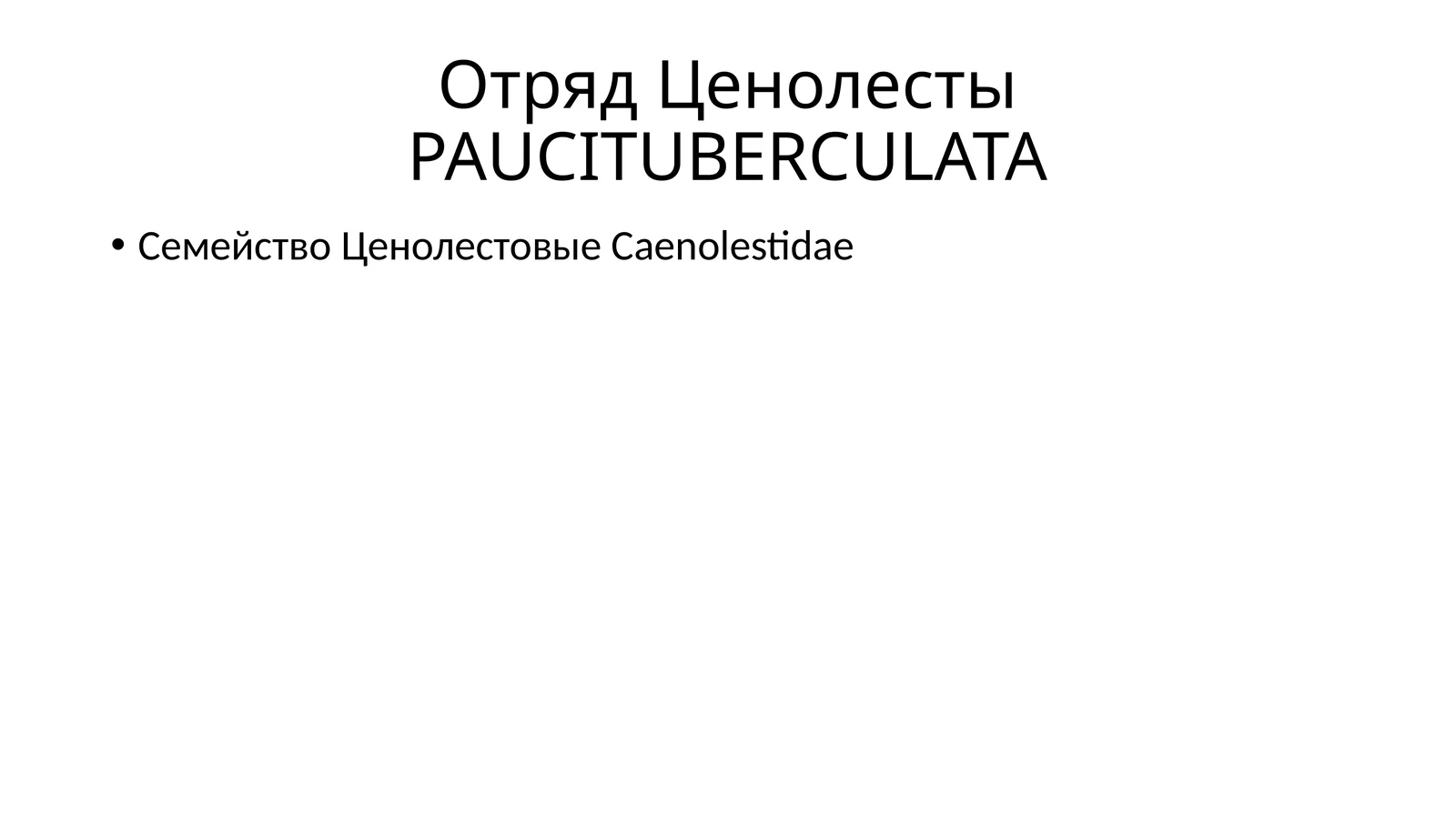 Эквадорские ценолесты Caenolestes