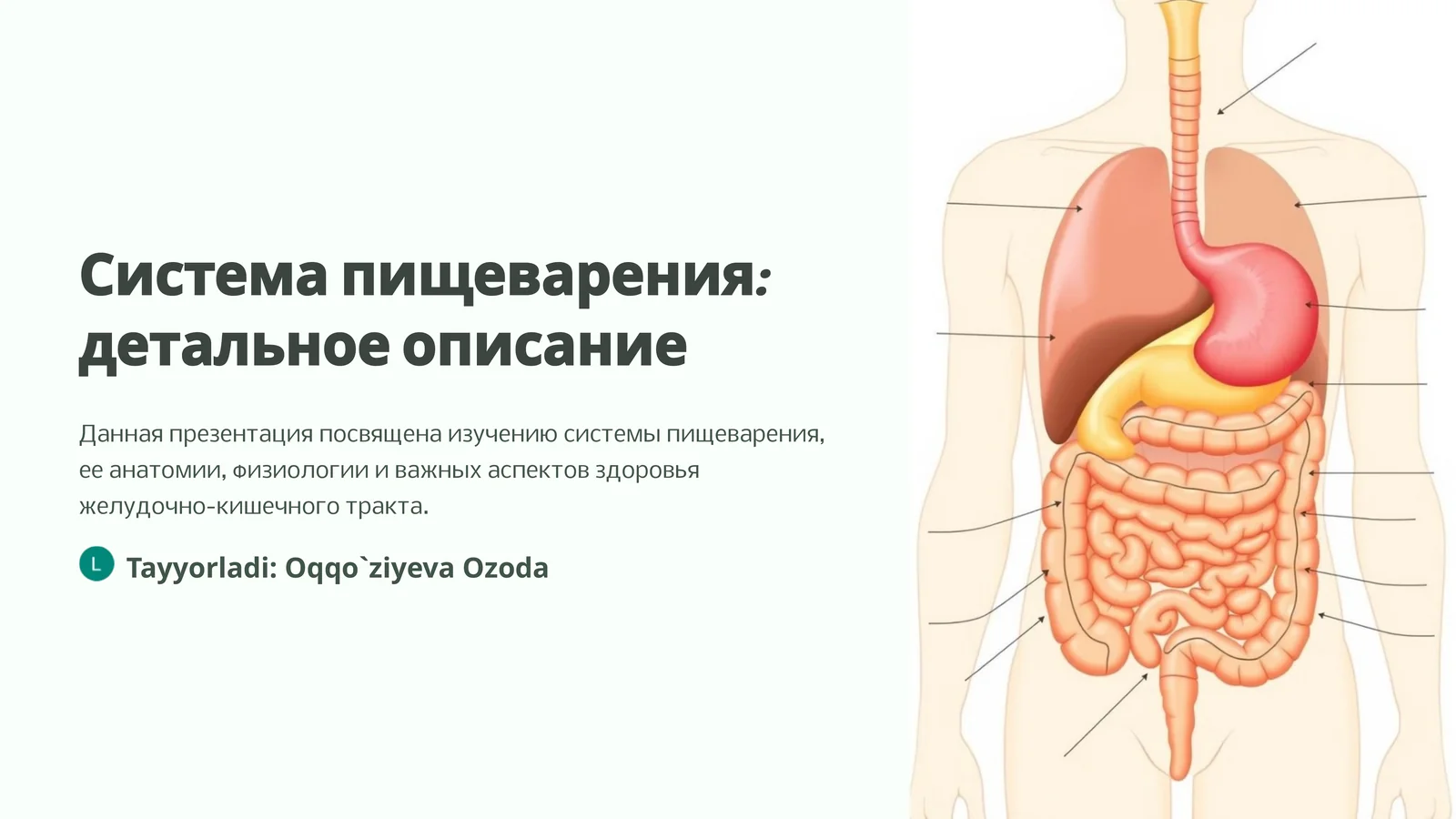 Система пищеварения: детальное описание