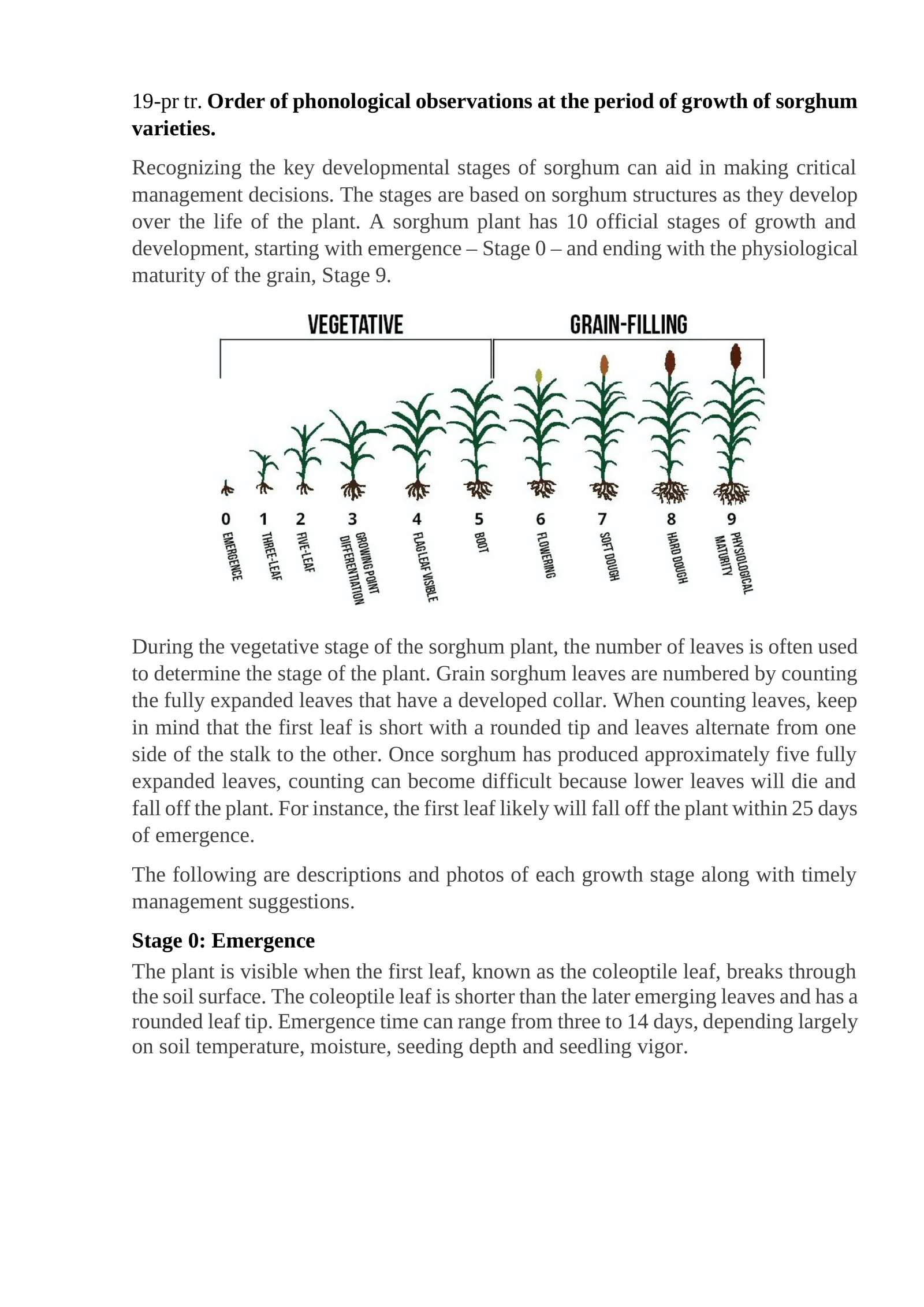 Sorghum varieties growth stages
