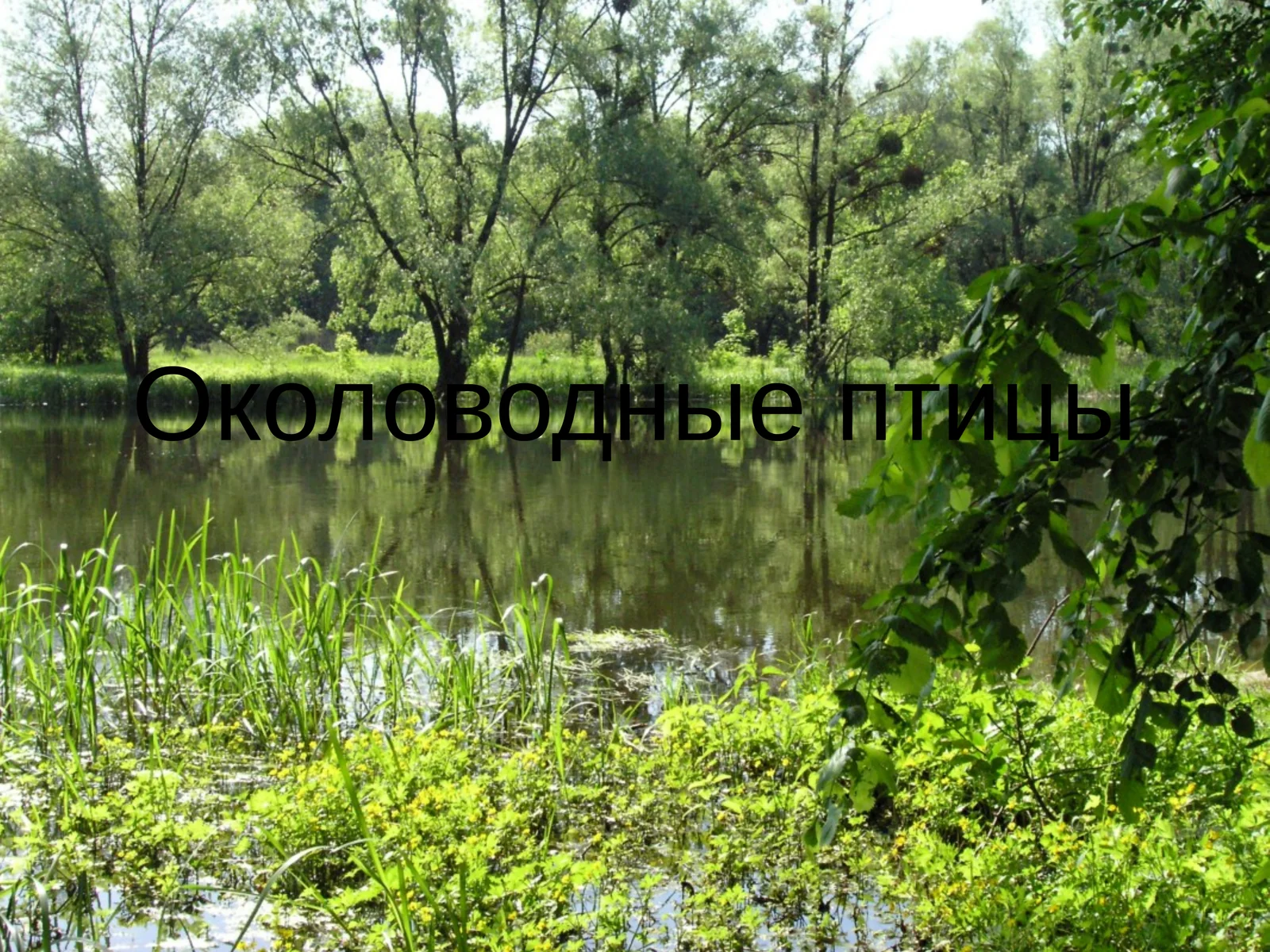 Околоводные птицы