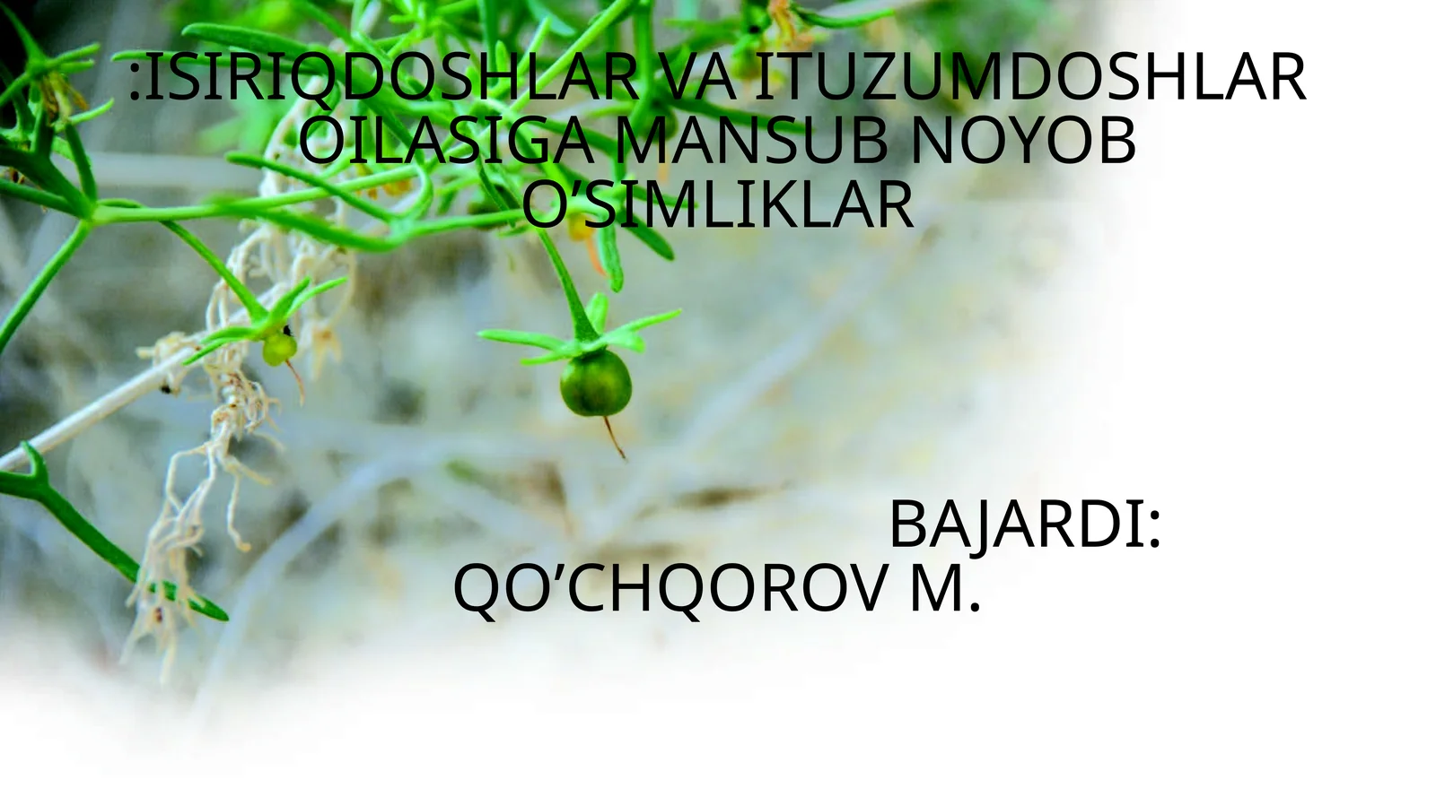 Мягкоплодник критмолистный/Malacocarpus crithmifolius