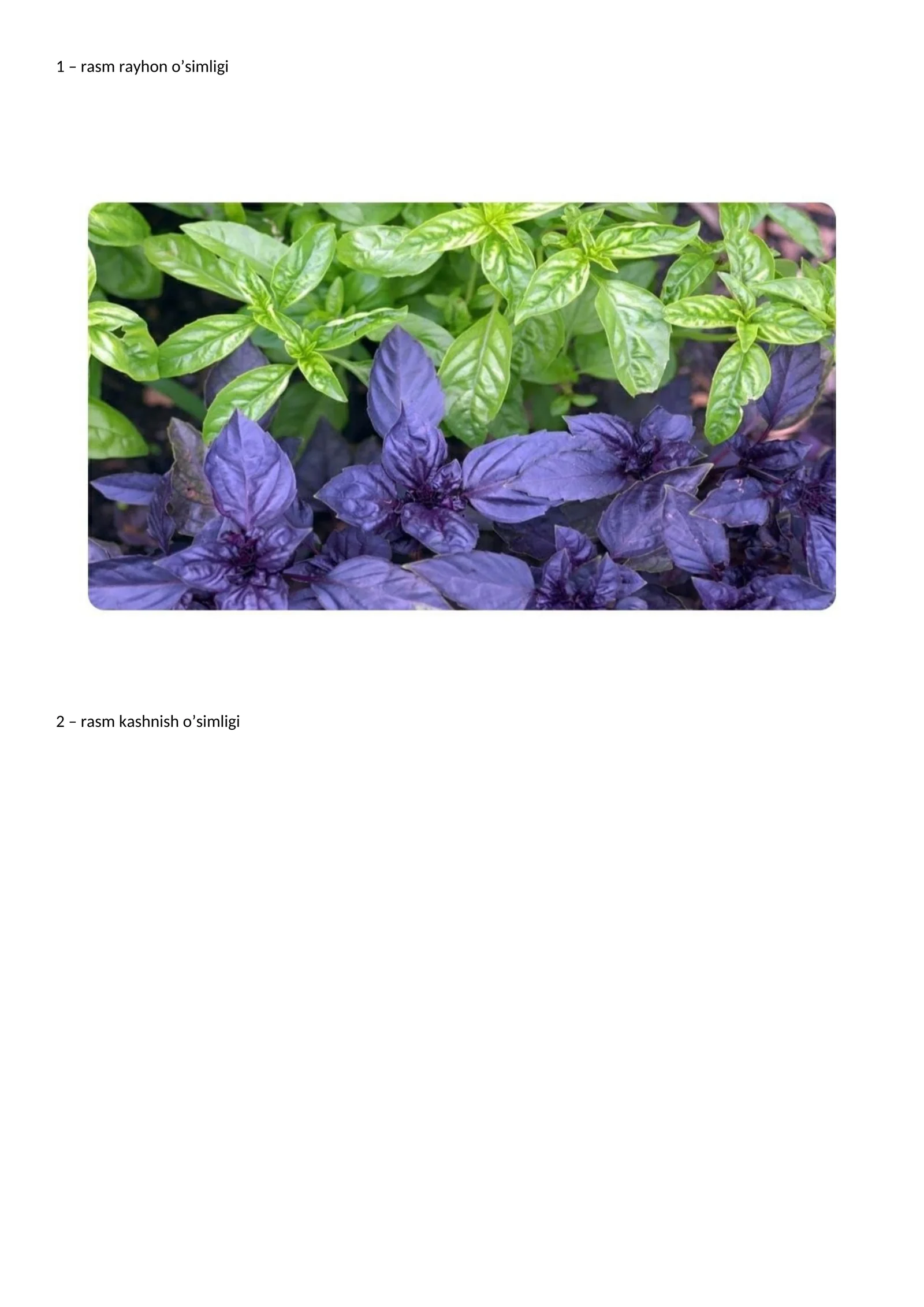 Rasmlar Namatak (Ra'no)