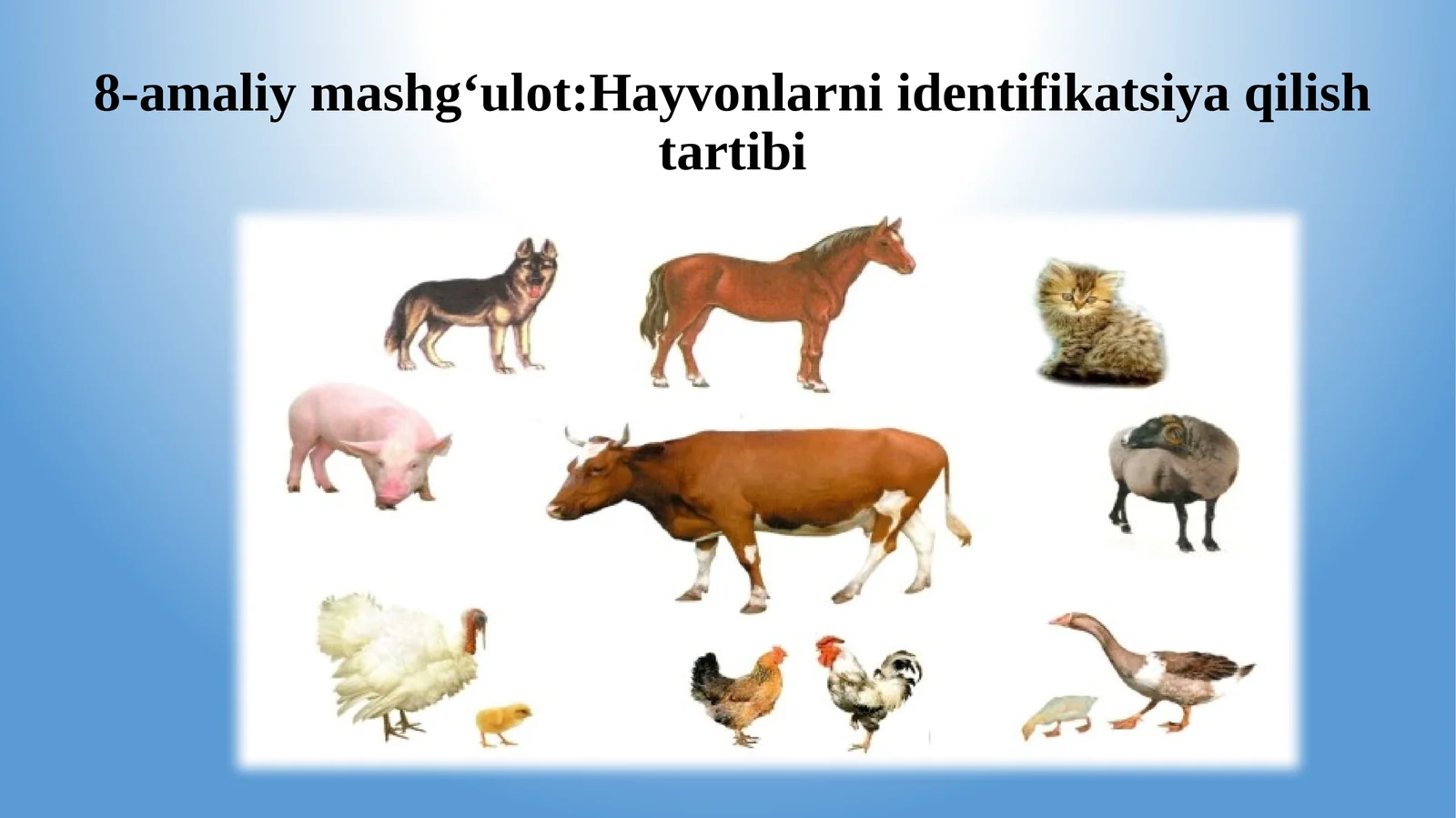 8-amaliymashg‘ulot:Hayvonlarniidentifikatsiyaqilishtartibi