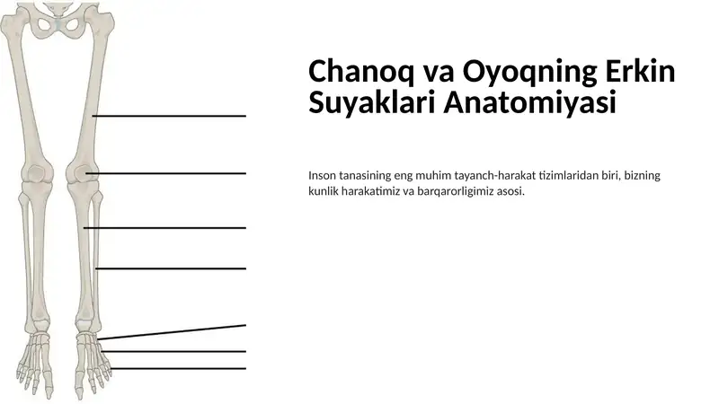 Chanoq va oyoqning erkin suyaklari anatomiyasi. Osteologiya. Anatomiya.