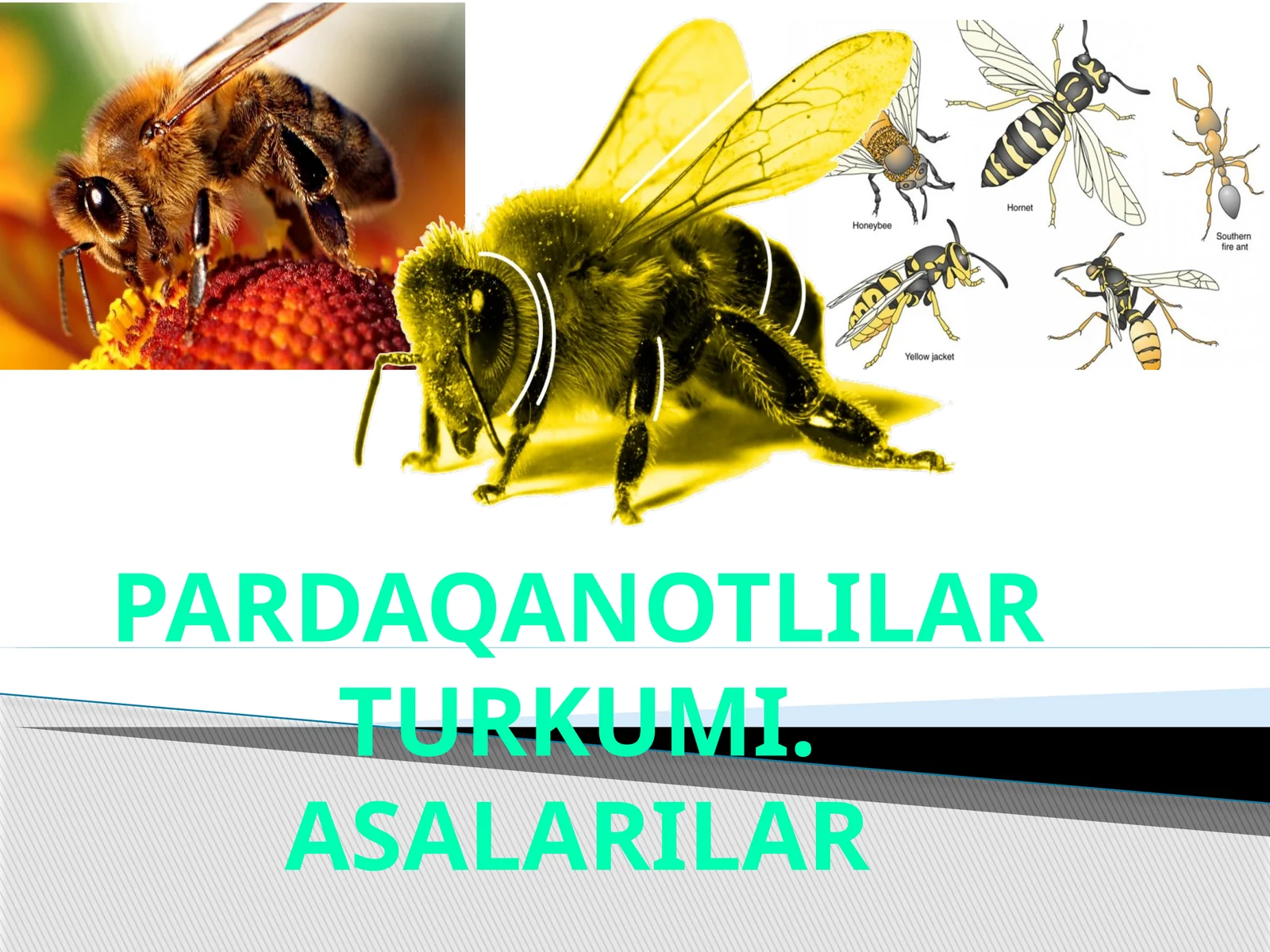 Pardaqano Tili Tartibi. Asarlar