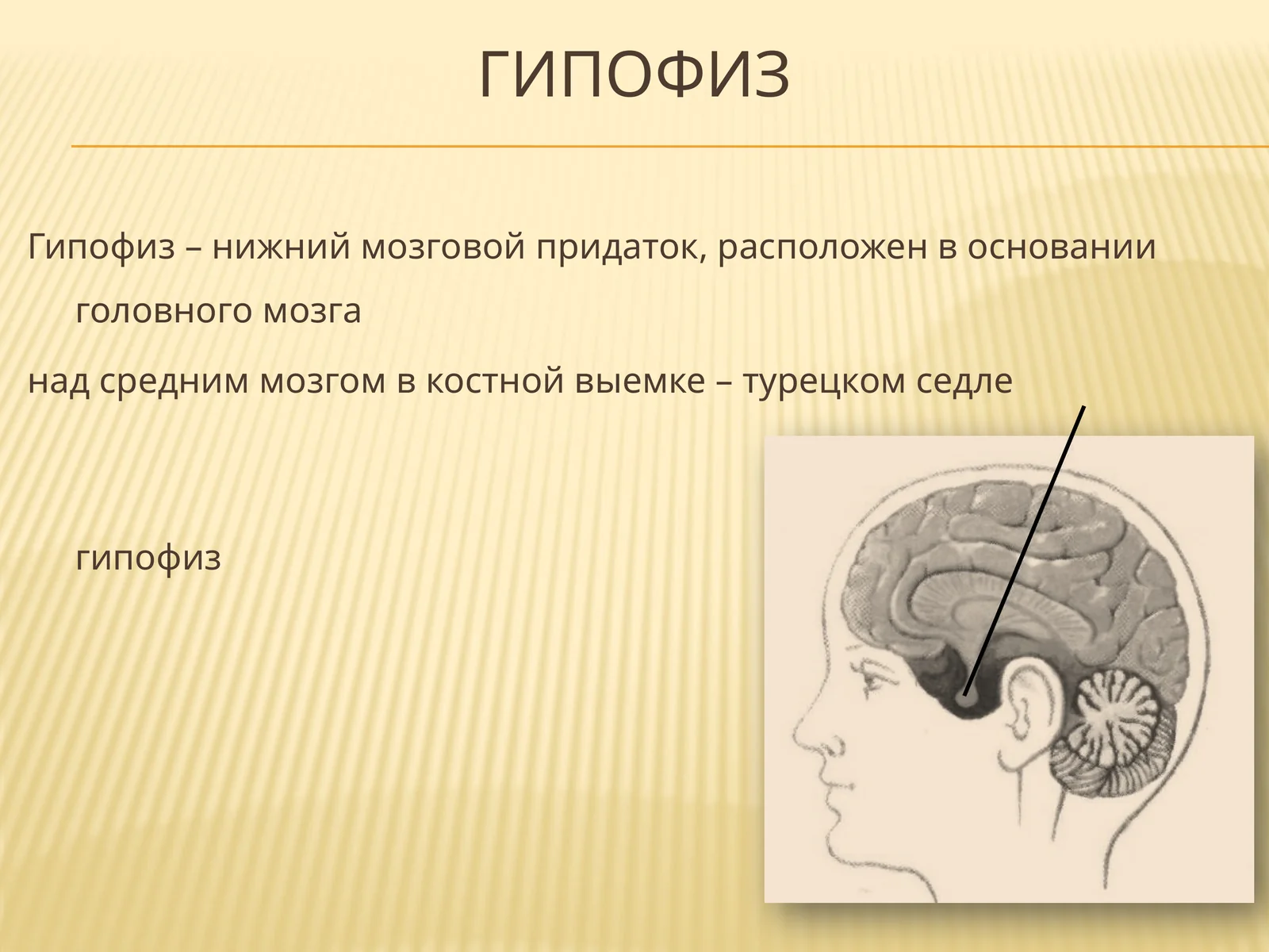 Гипофиз