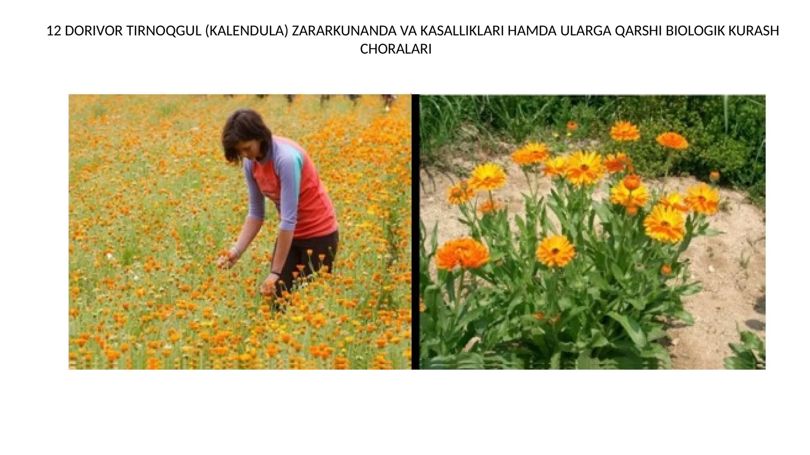 Dorivor tirnoqgul (kalendula) zararkunanda va kasalliklari hamda ularga qarshi biologik kurash choralari