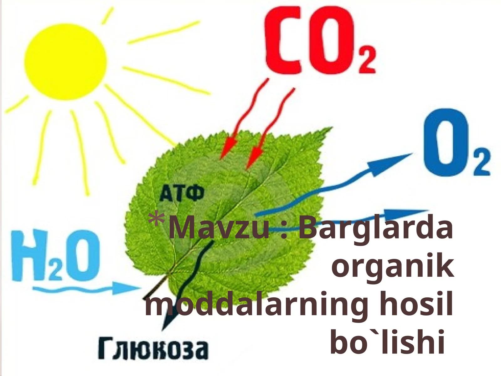 Barglardaorganikmoddalarninghosilbo`lishi