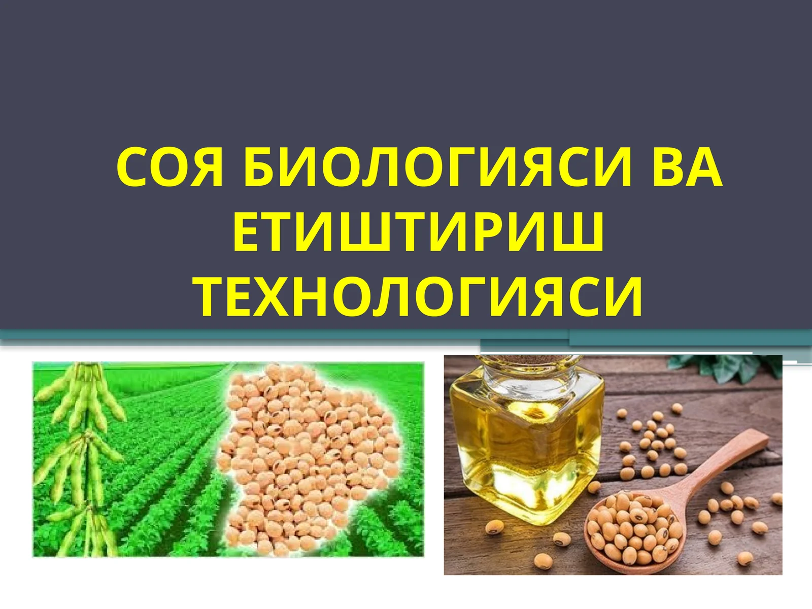 СОЯ БИОЛОГИЯСИ ВА ЕТИШТИРИШ ТЕХНОЛОГИЯСИ