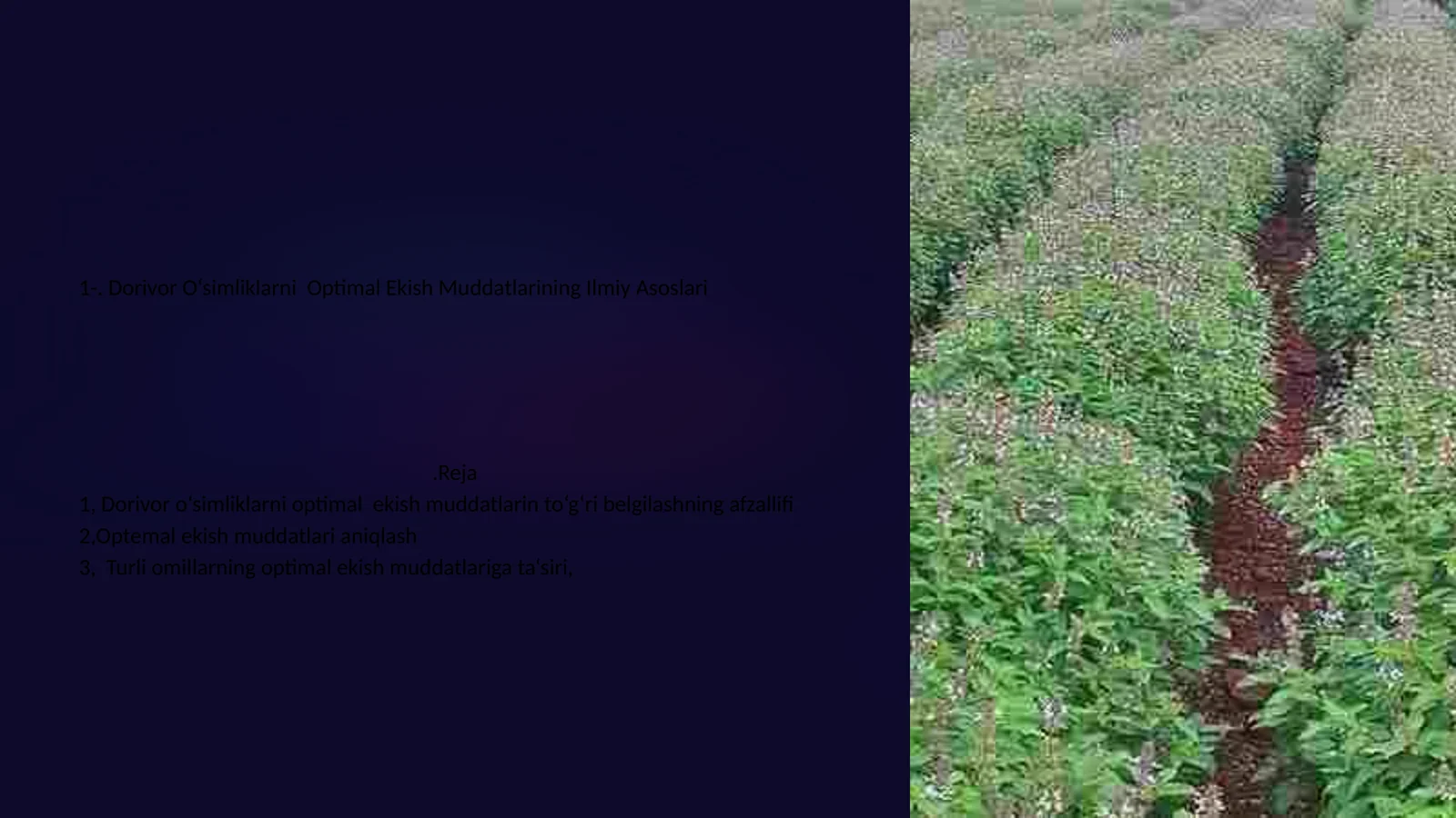 Dorivor O‘simliklarni Optimal Ekish Muddatlarining Ilmiy Asoslari