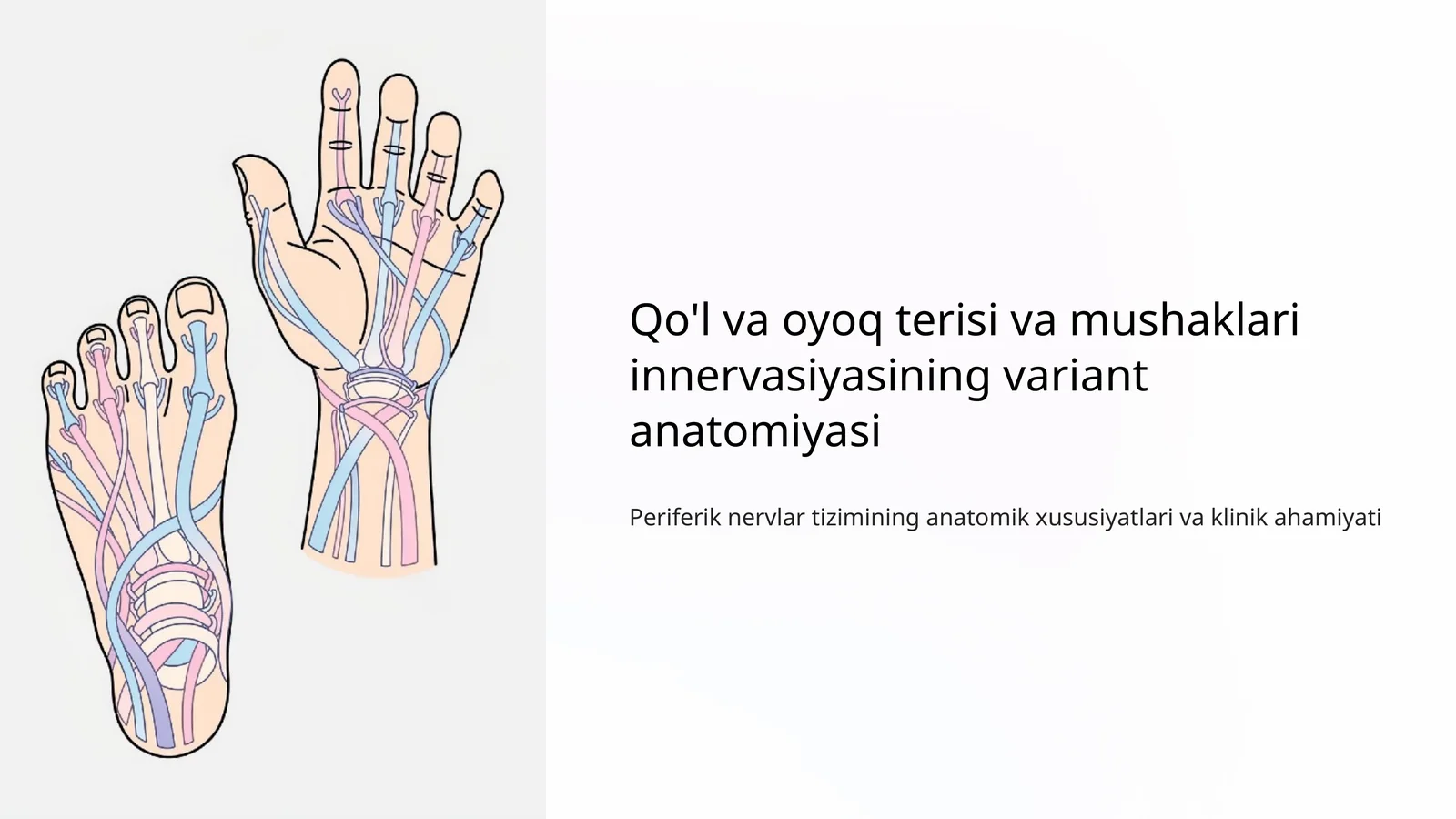 Qo'l va oyoq terisi va mushaklari innervasiyasining variant anatomiyasi