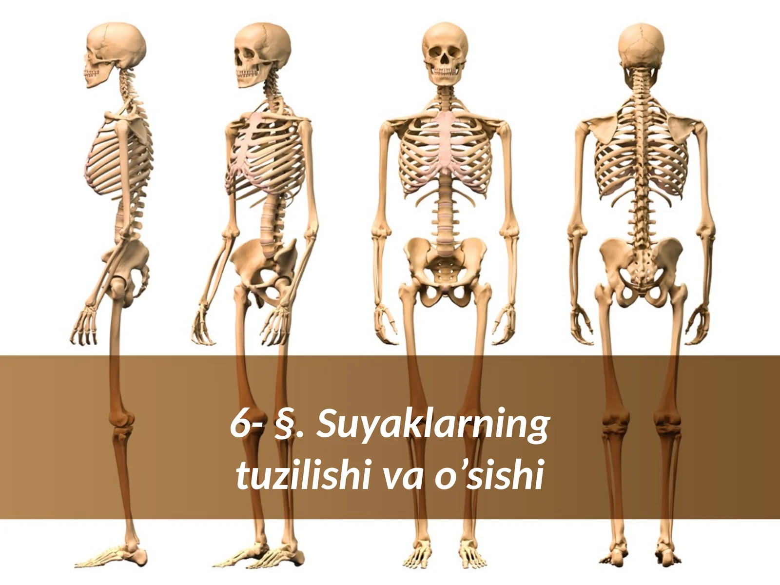 §.Suyaklarning tuzilishi va o‘Sishi