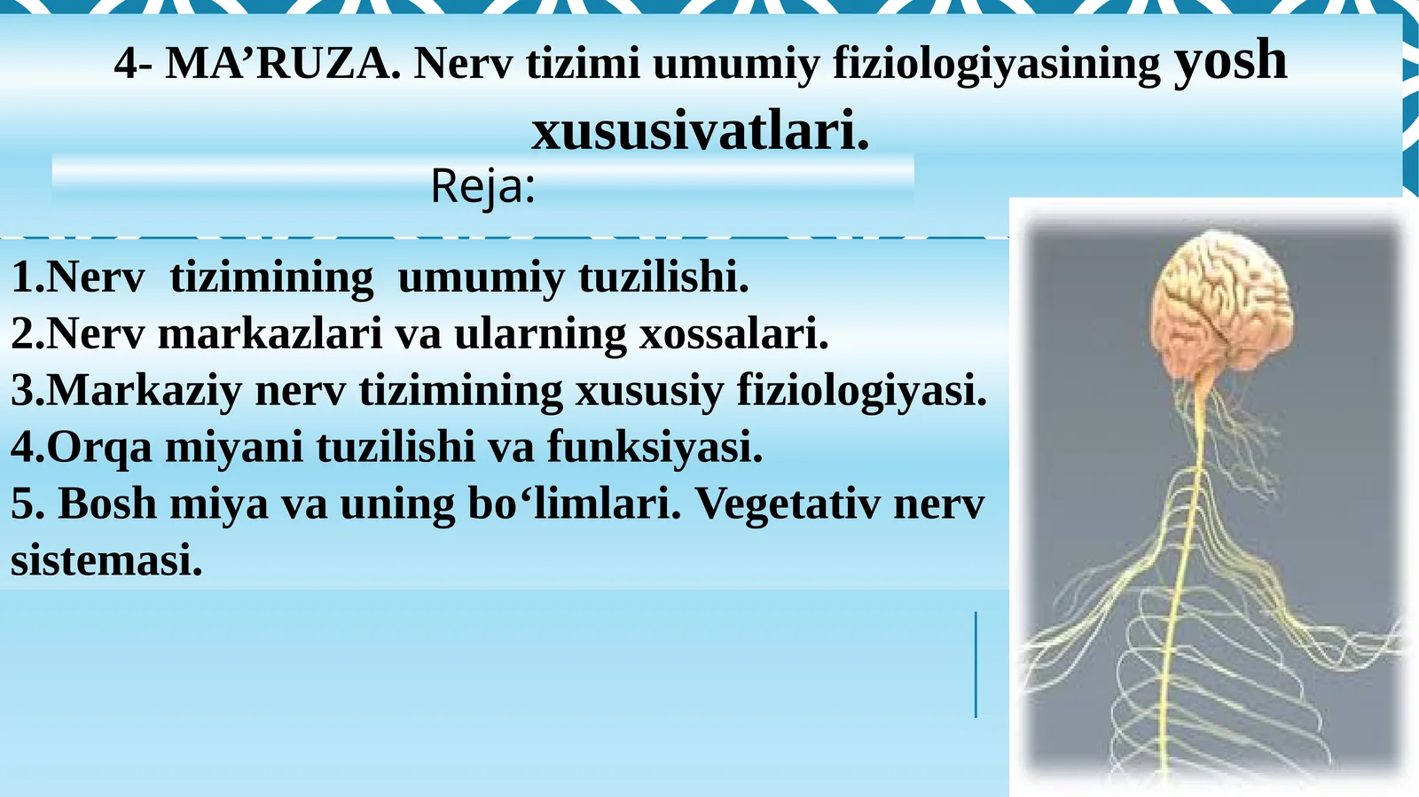 4-MA’RUZA.Nerv tizimi umumiy fiziologiyasining yosh xususiyatlari