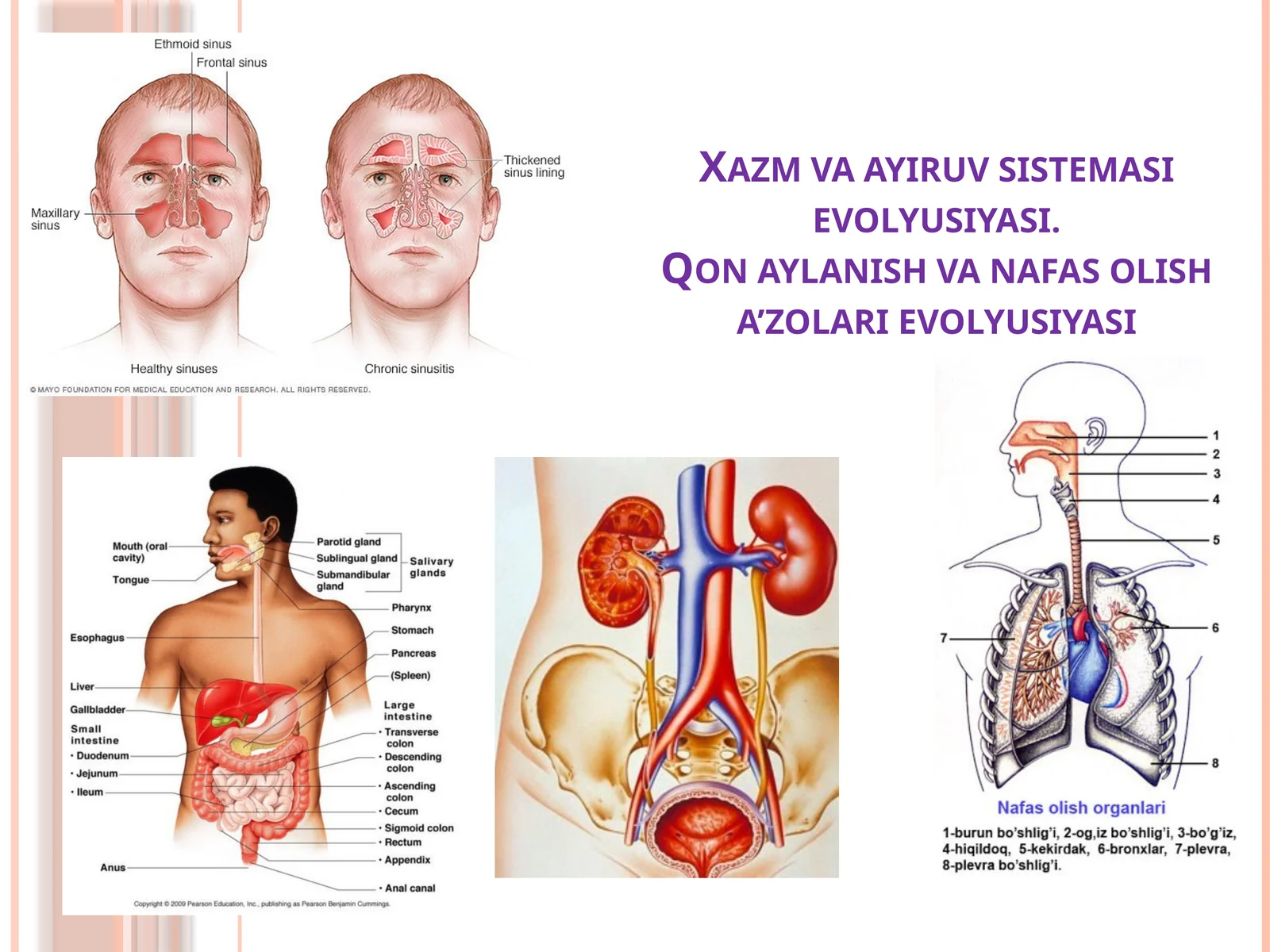 Ovqat hazm qilish sistemasining evolyutsiyasi