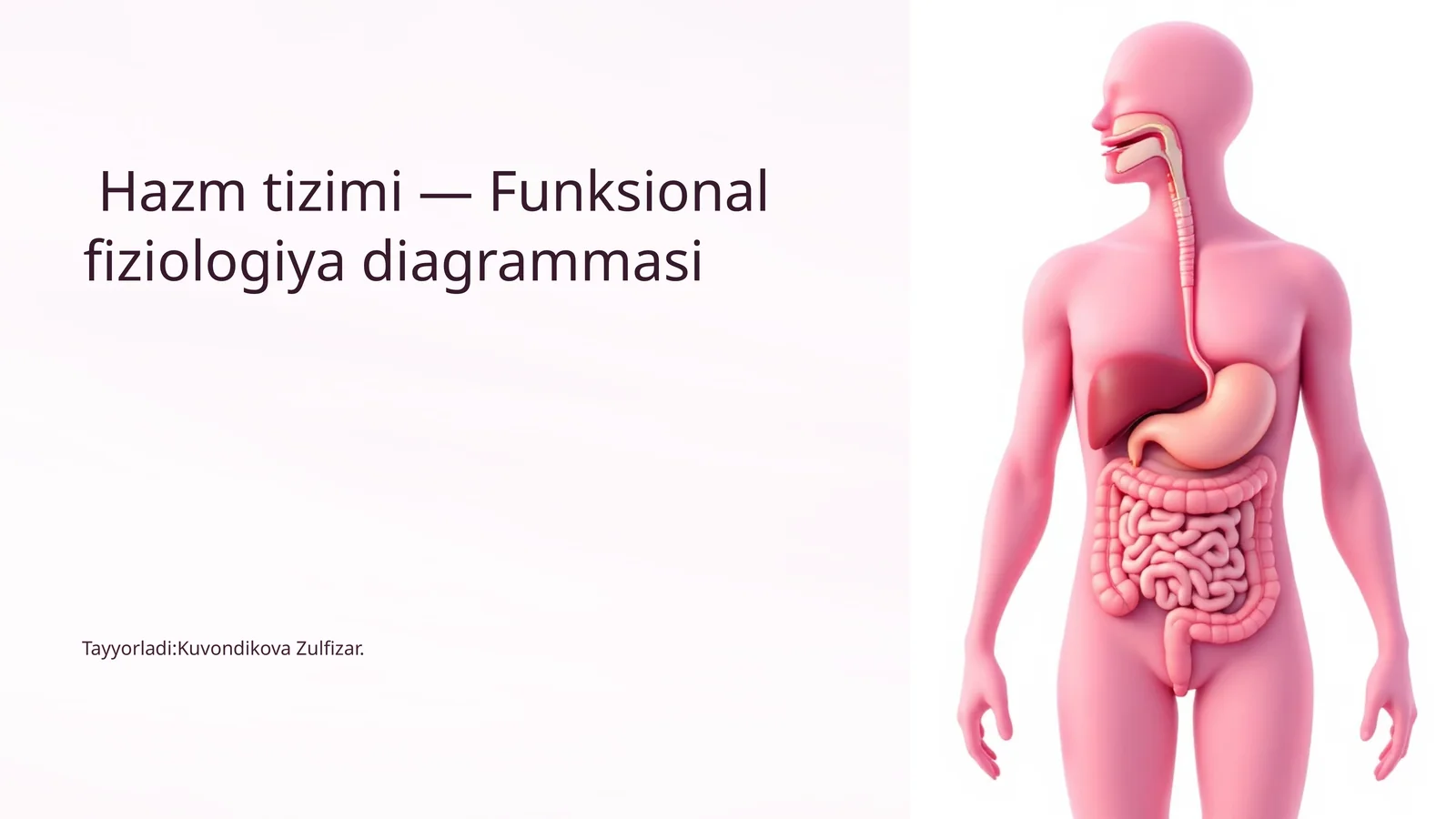 Hazmtizimi — Funksional fiziologiya diagrammasi