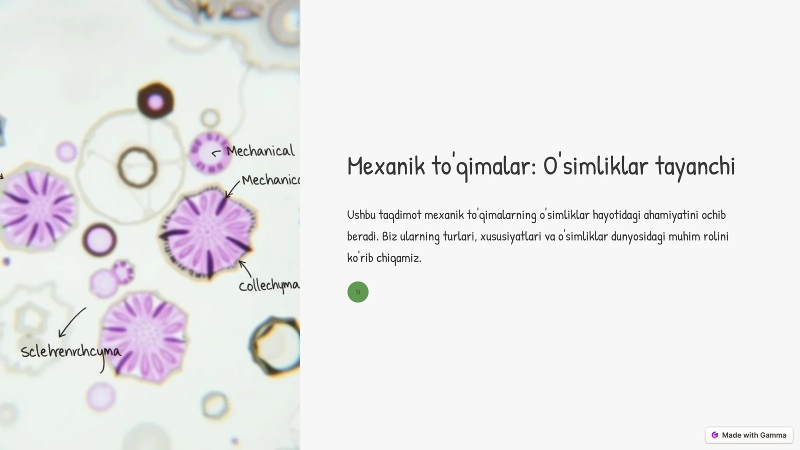 Mexanik to'qimalar: O'simliklar tayanchi