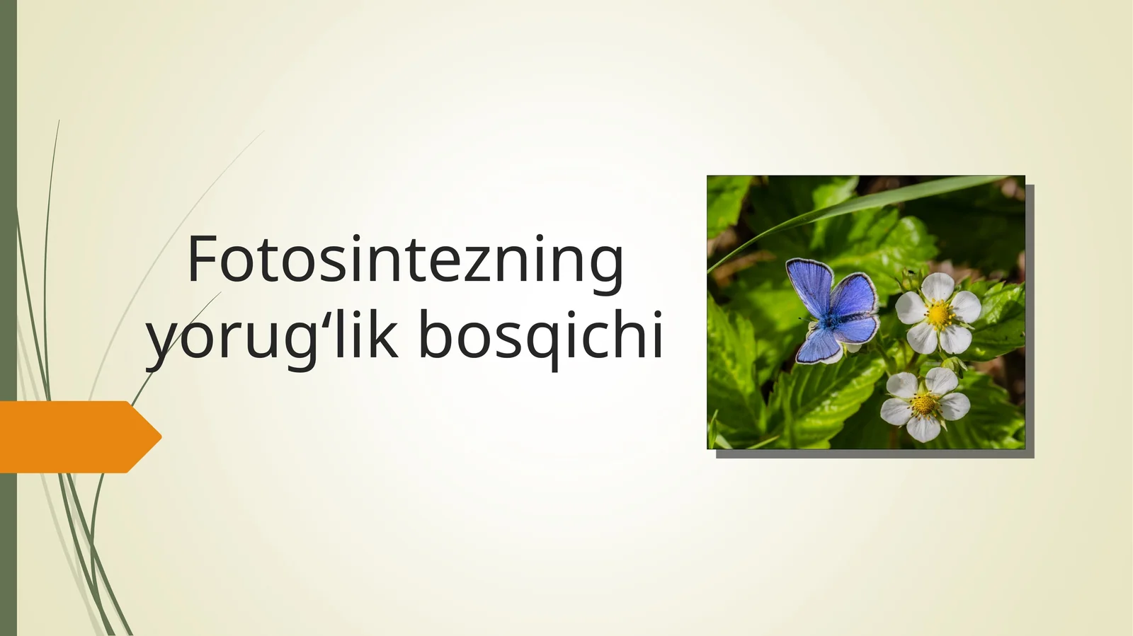Fotosintezning yorugʻlik bosqichi