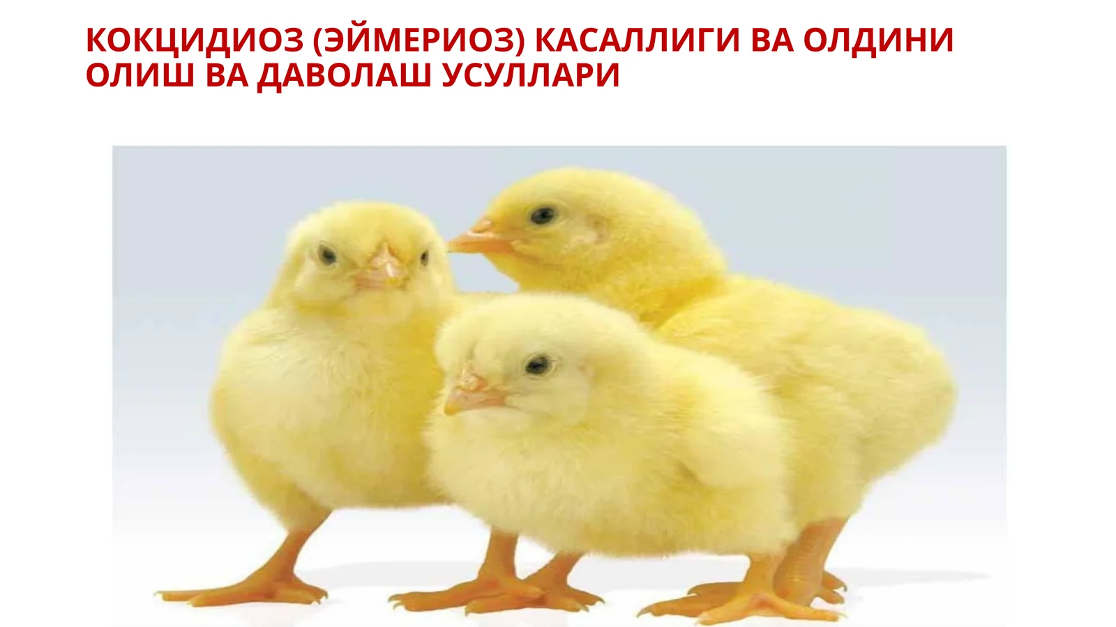 КОКЦИДИОЗ (ЭЙМЕРИОЗ) КАСАЛЛИГИ ВА ОЛДИНИ ОЛИШ ВА ДАВОЛАШ УСУЛЛАРИ