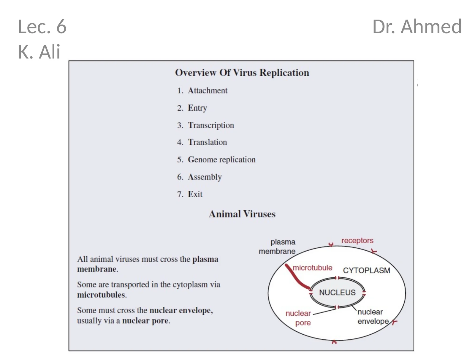 Attachment and entry of viruses into cells