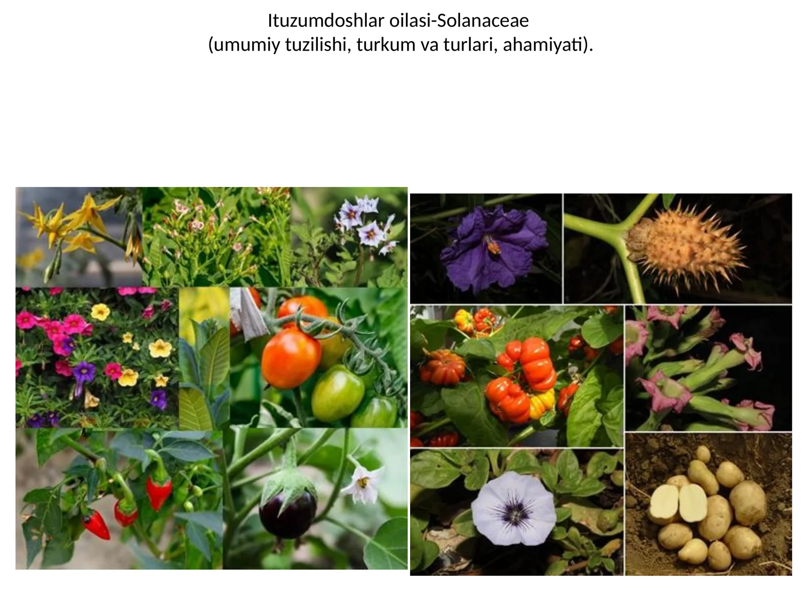 Ituzumdoshlar oilasi-Solanaceae
