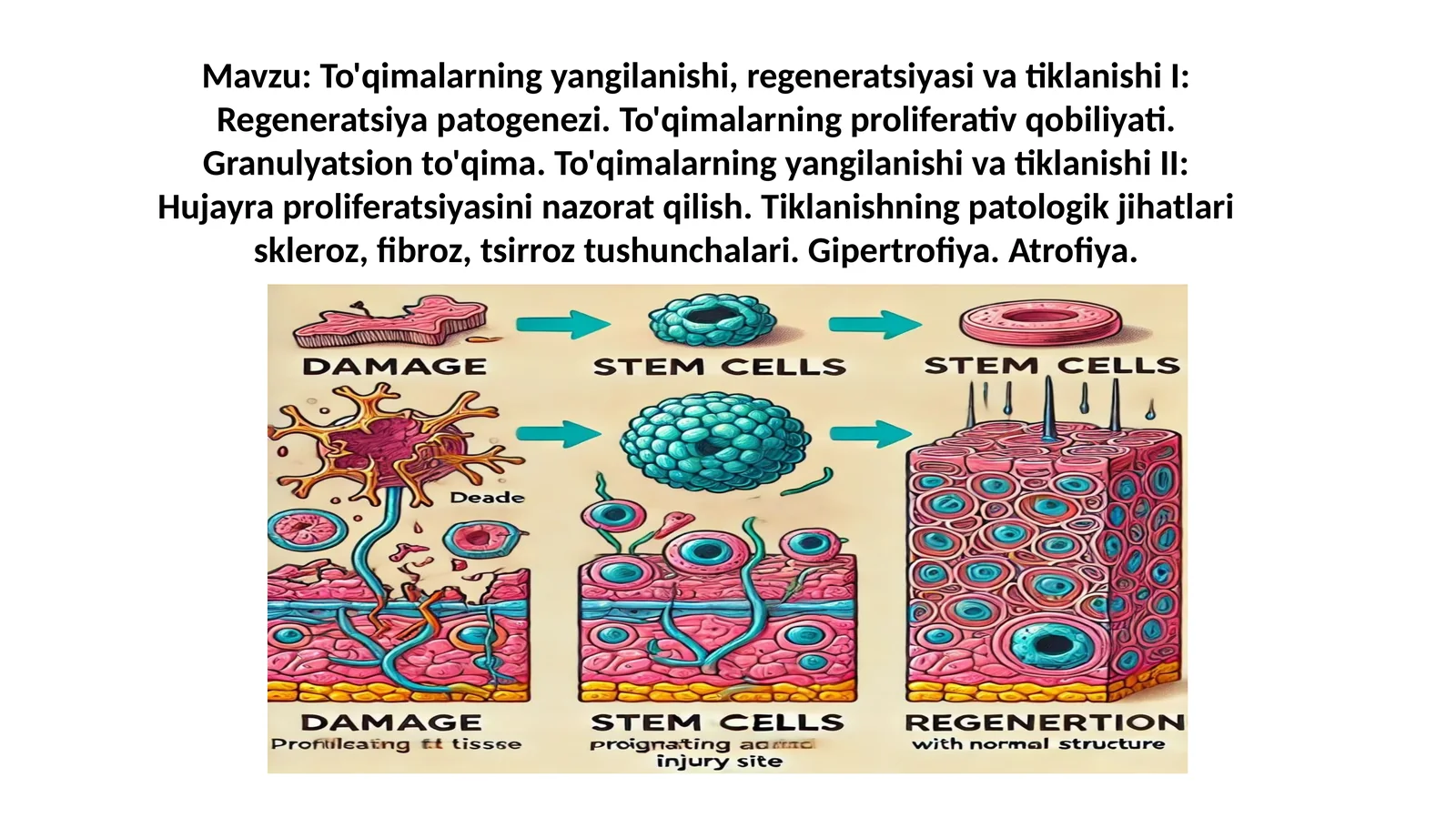 To'qimalarning yangilanishi va tiklanishi