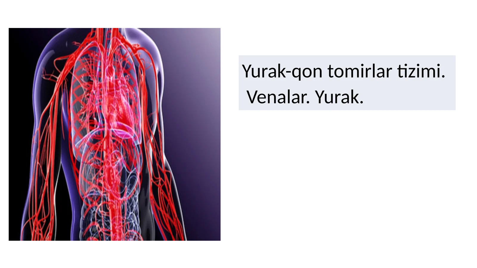 yurak qon tomir sistemasi. vena va yurak