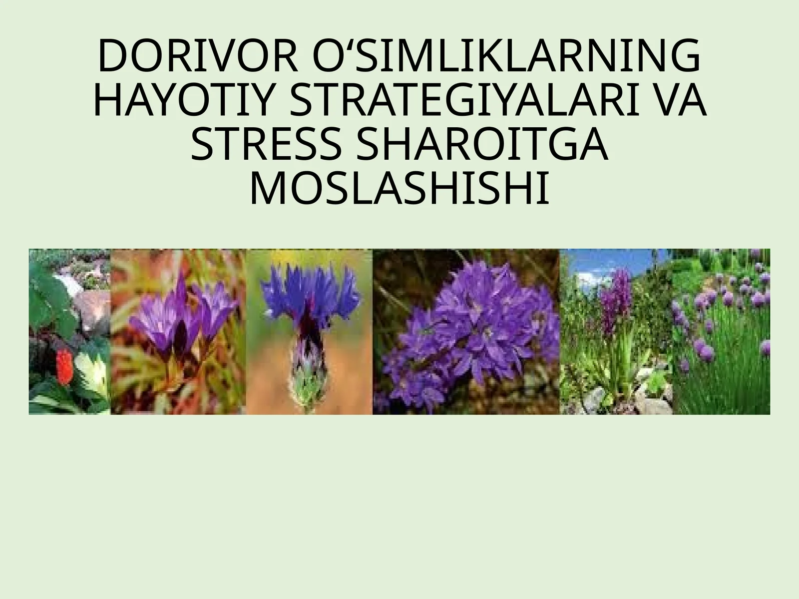 Dorivor O‘simliklarning Hayotiy Strategiyalari Va Stress Sharoitga Moslashishi