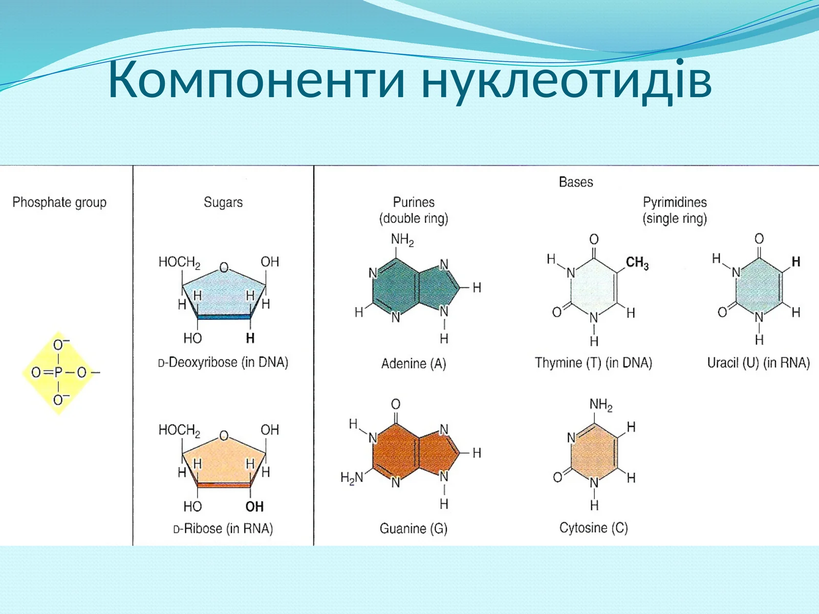Компоненти нуклеотидів