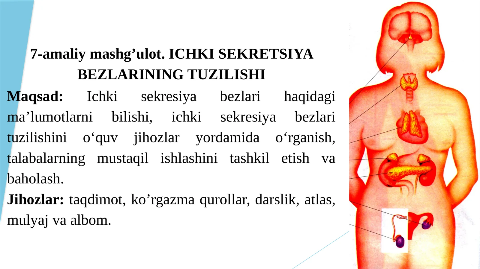 Ichki SEKRETSIYA BEZLARINING TUZILISHI