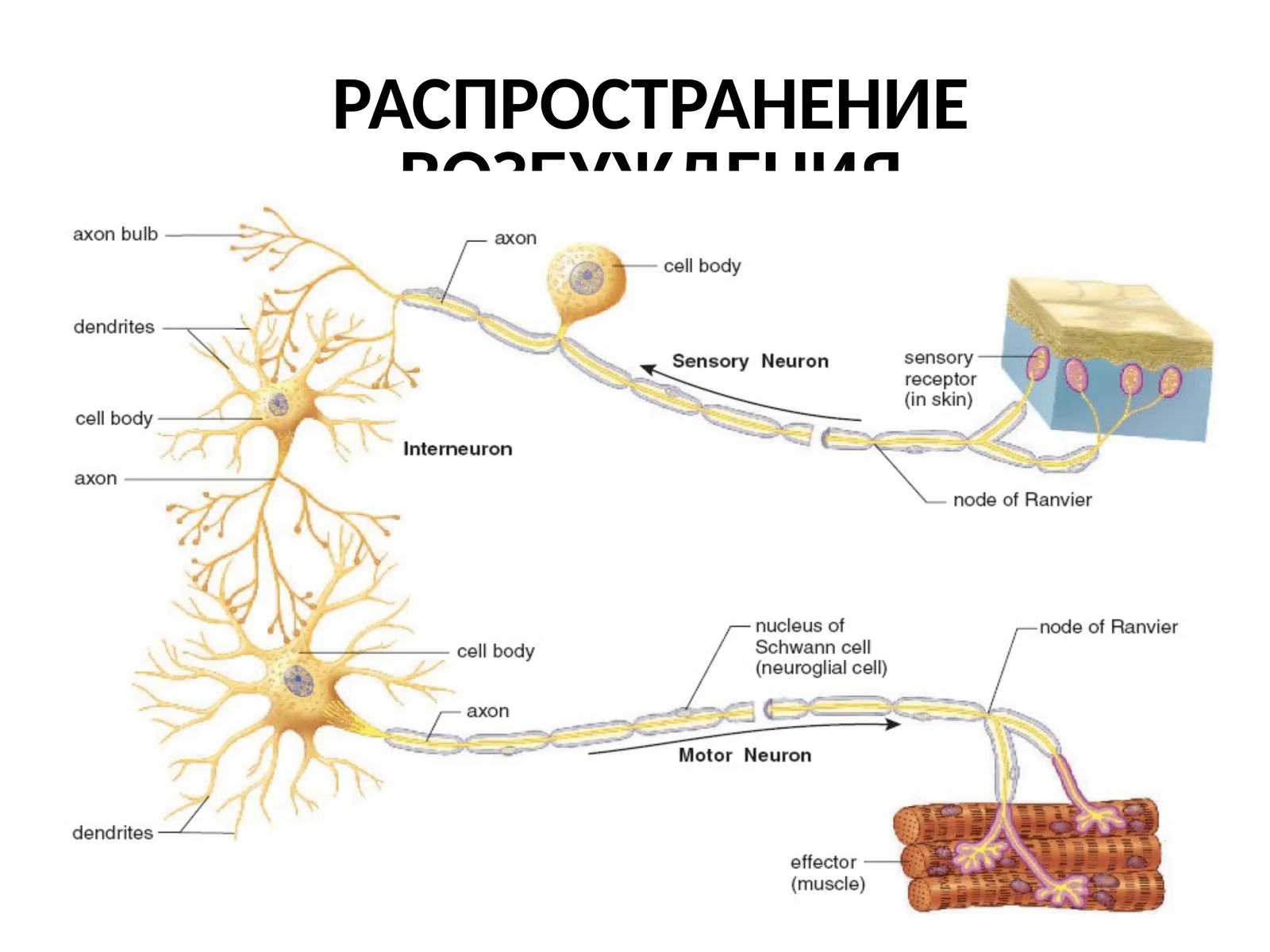 РАСПРОСТРАНЕНИЕ ВОЗБУЖДЕНИЯ