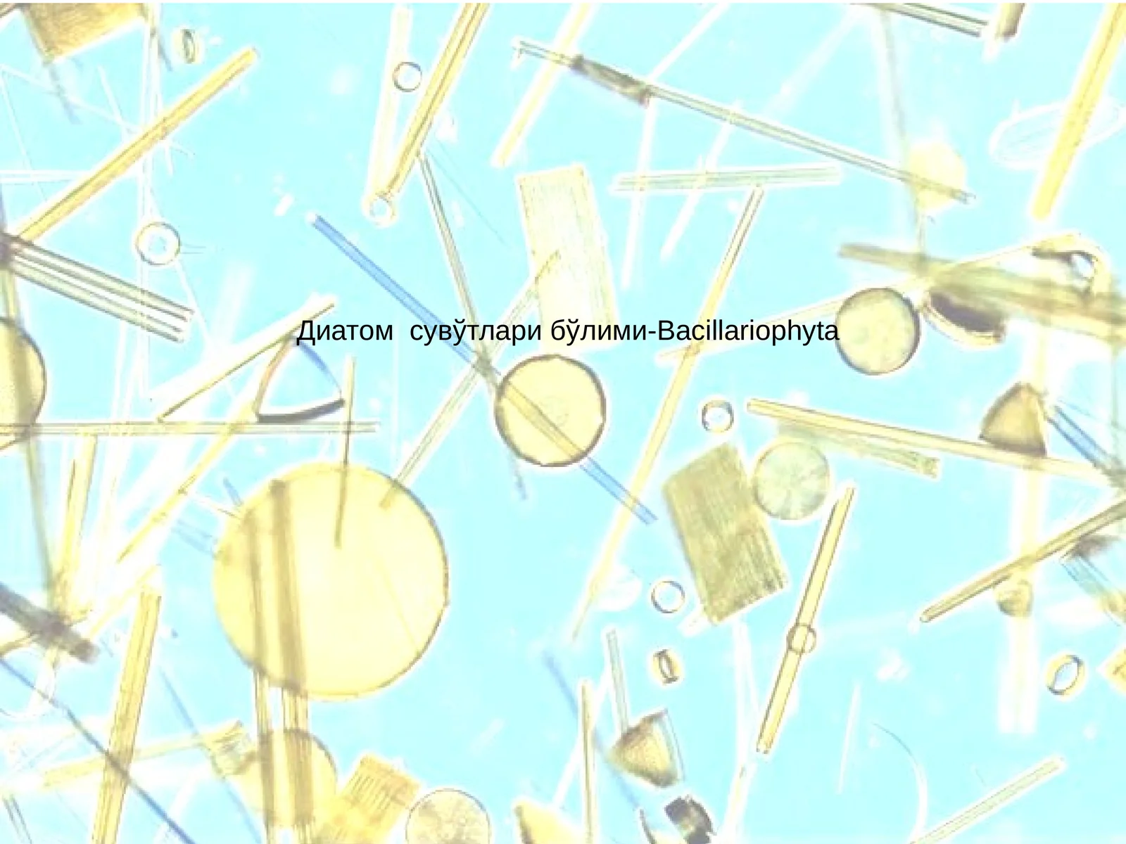 Диатом сувўтлари бўлими-Bacillariophyta