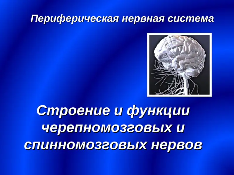Периферическая нервная система