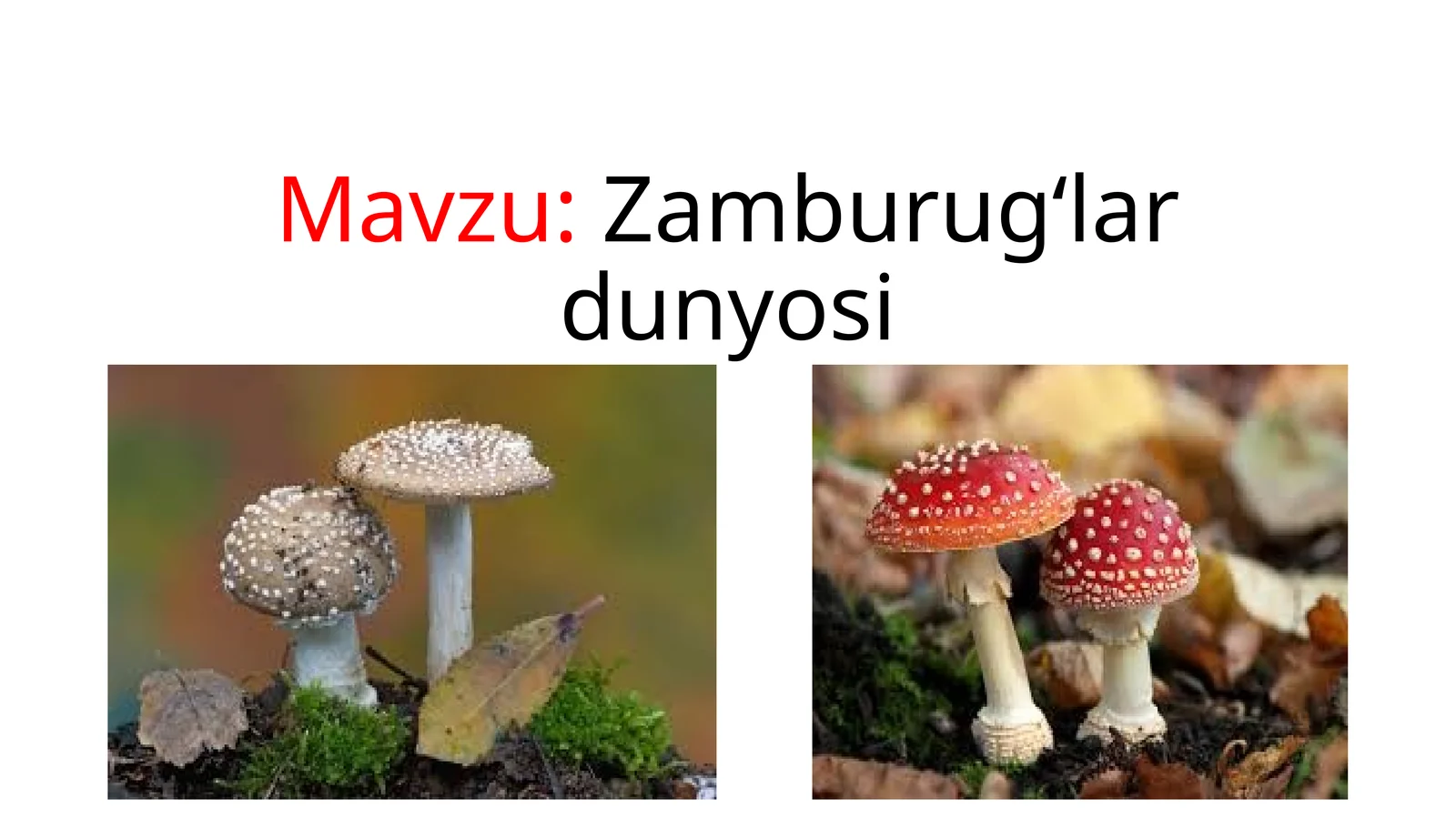 zamburug'lar