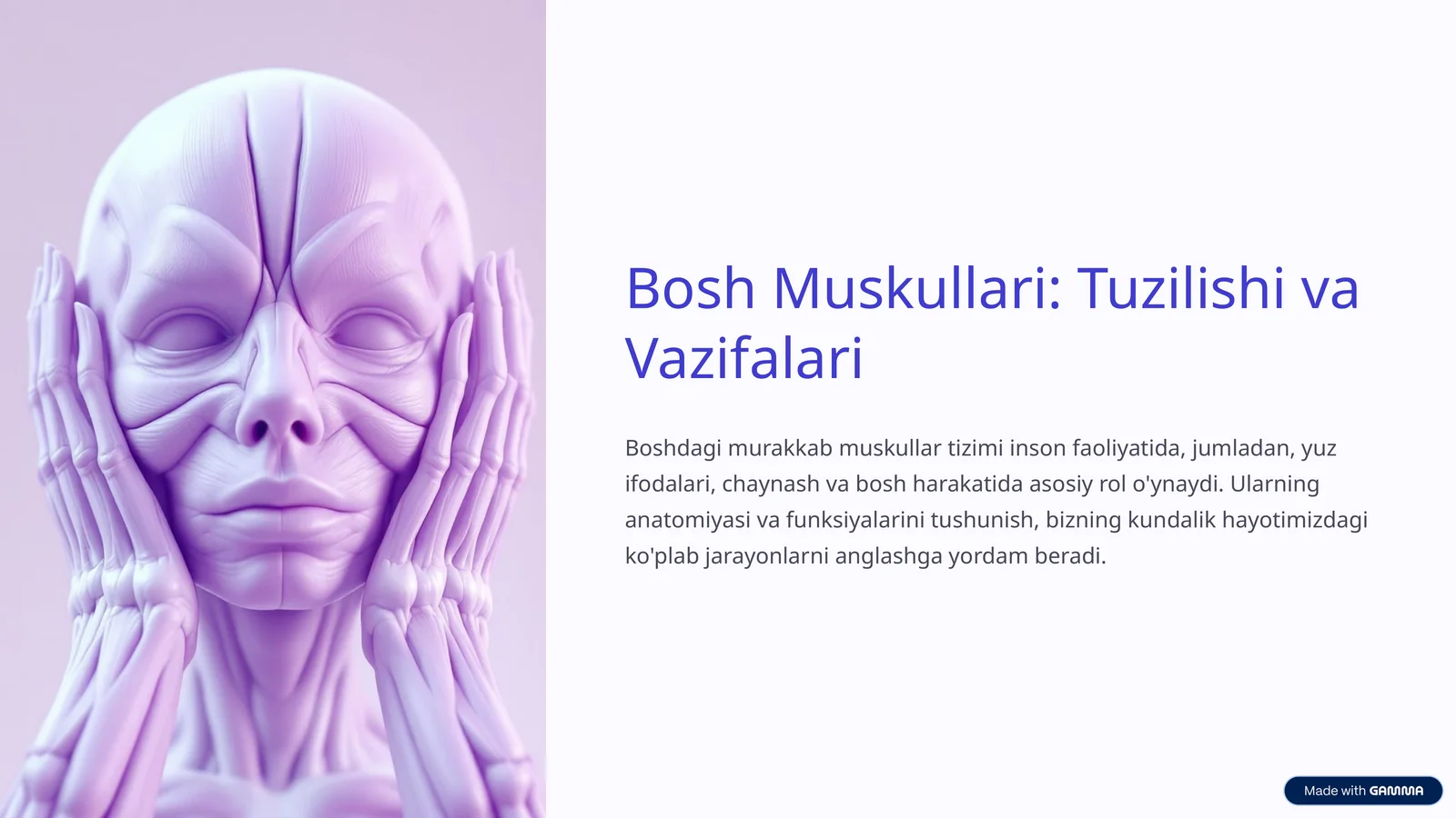 Bosh-Muskullari-Tuzilishi-va-Vazifalari