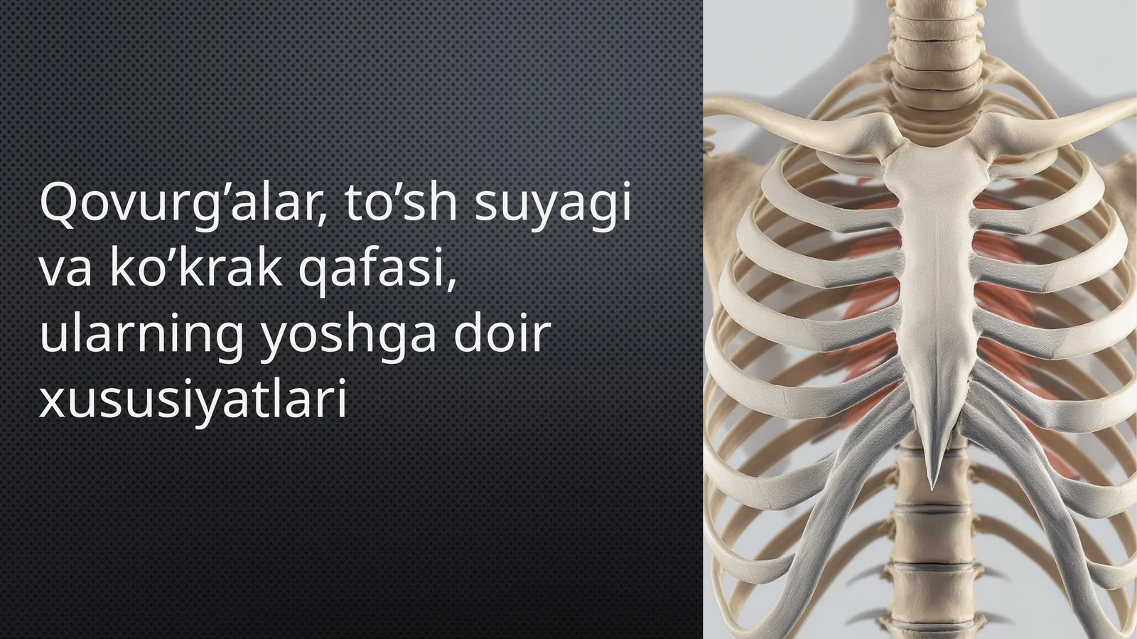 Qovurg'alar, to'sh suyagi va koʻkrak qafasi. Ularning yoshga doir xususiyatlari