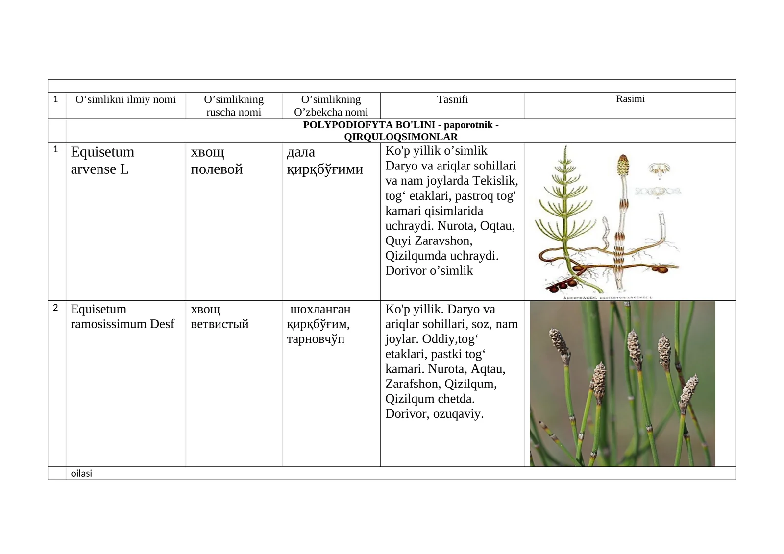 Equisetum ramosissimum Desf